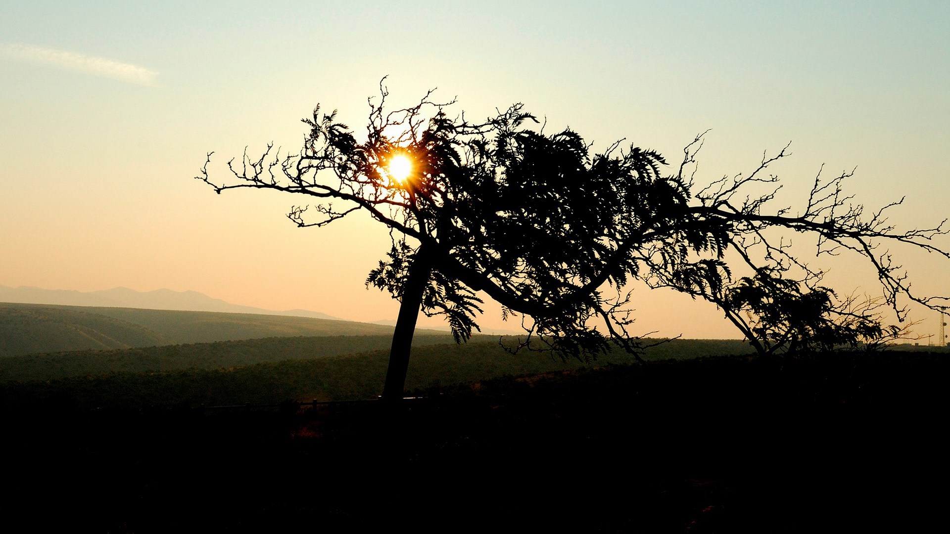 Silhouette of a tree against a sunset sky HD Wallpaper
