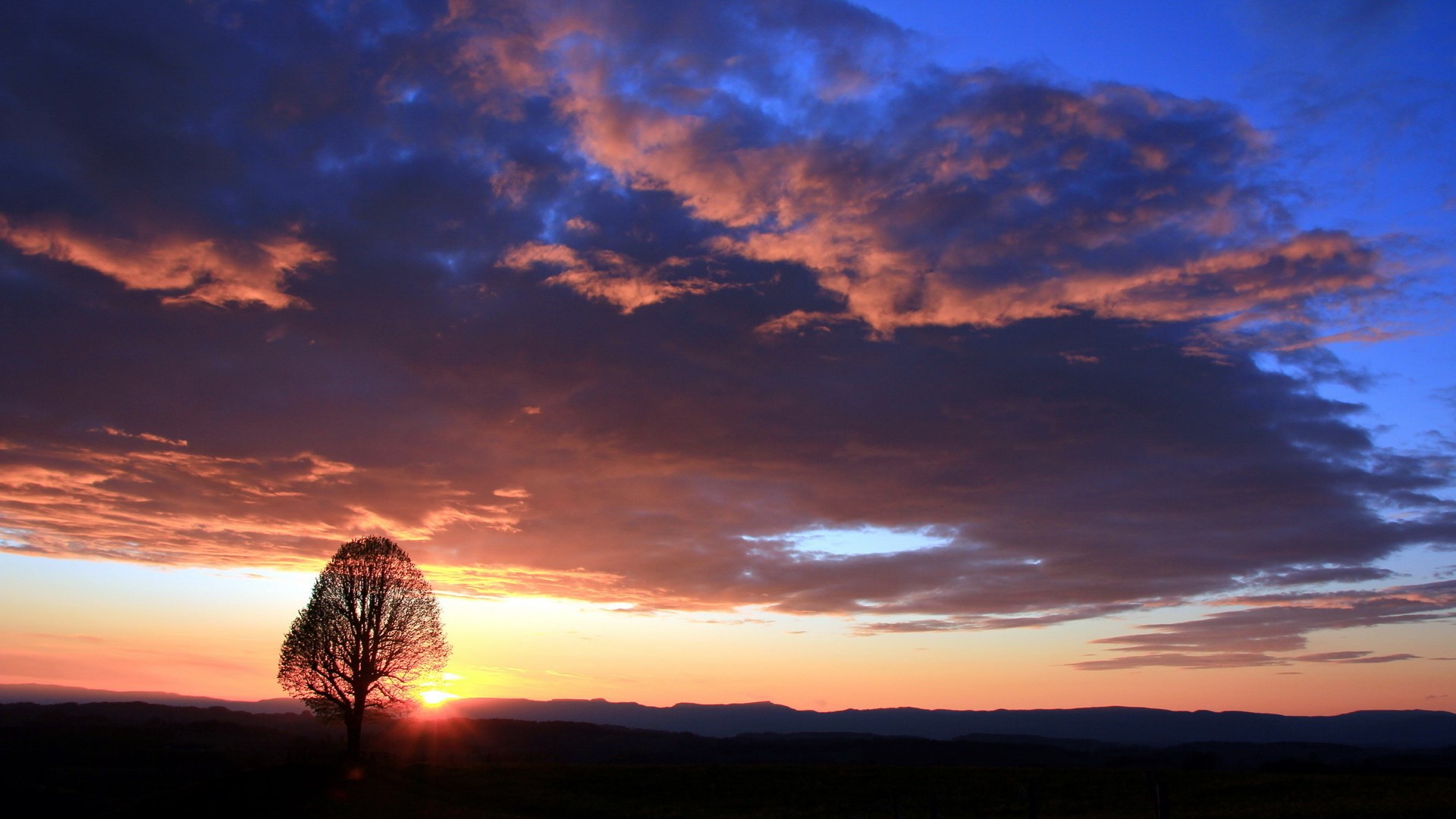 Tree silhouetted against a dramatic sunset sky HD Wallpaper