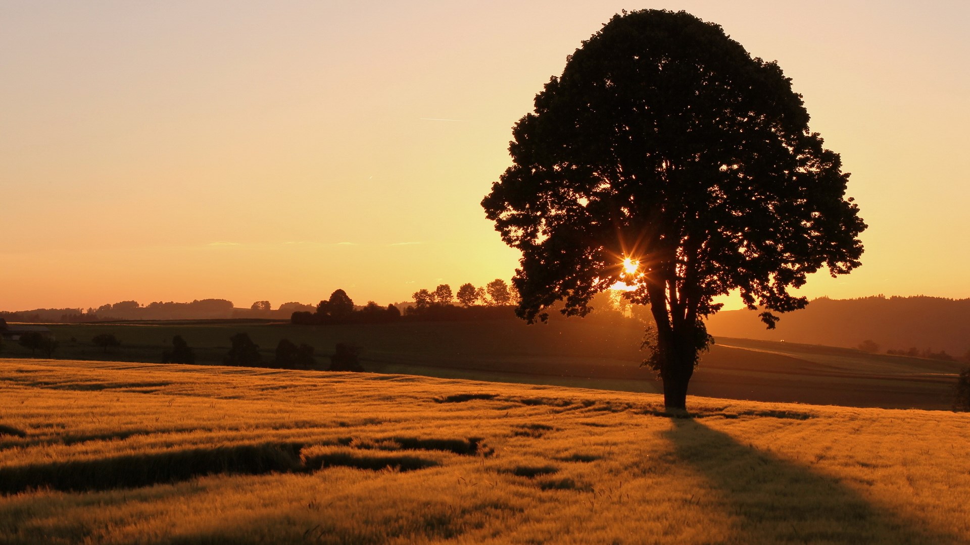 Tree silhouetted against a sunset over a field HD Wallpaper