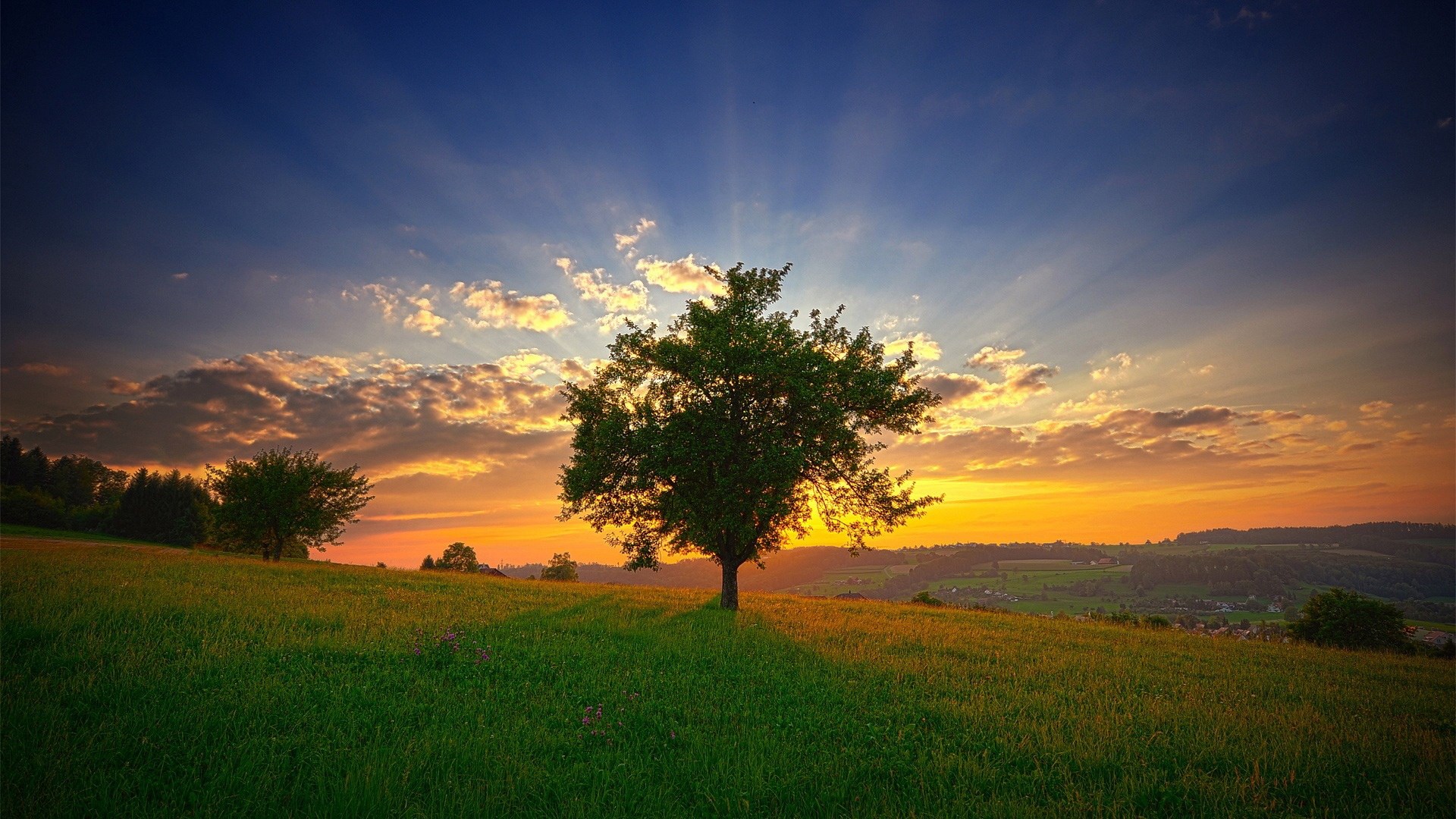 Tree on a grassy hill at sunset with sun rays HD Wallpaper
