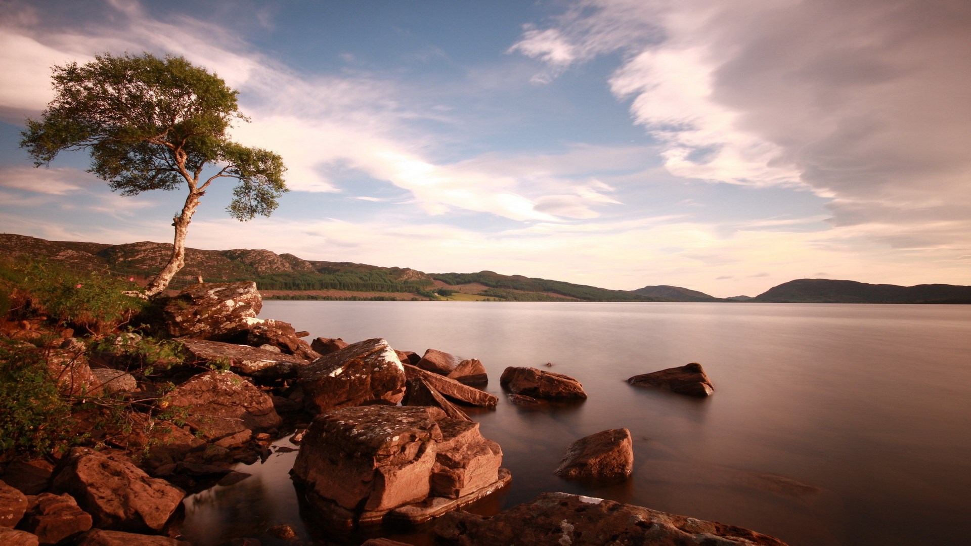 Lone tree on rocky shore of a lake HD Wallpaper