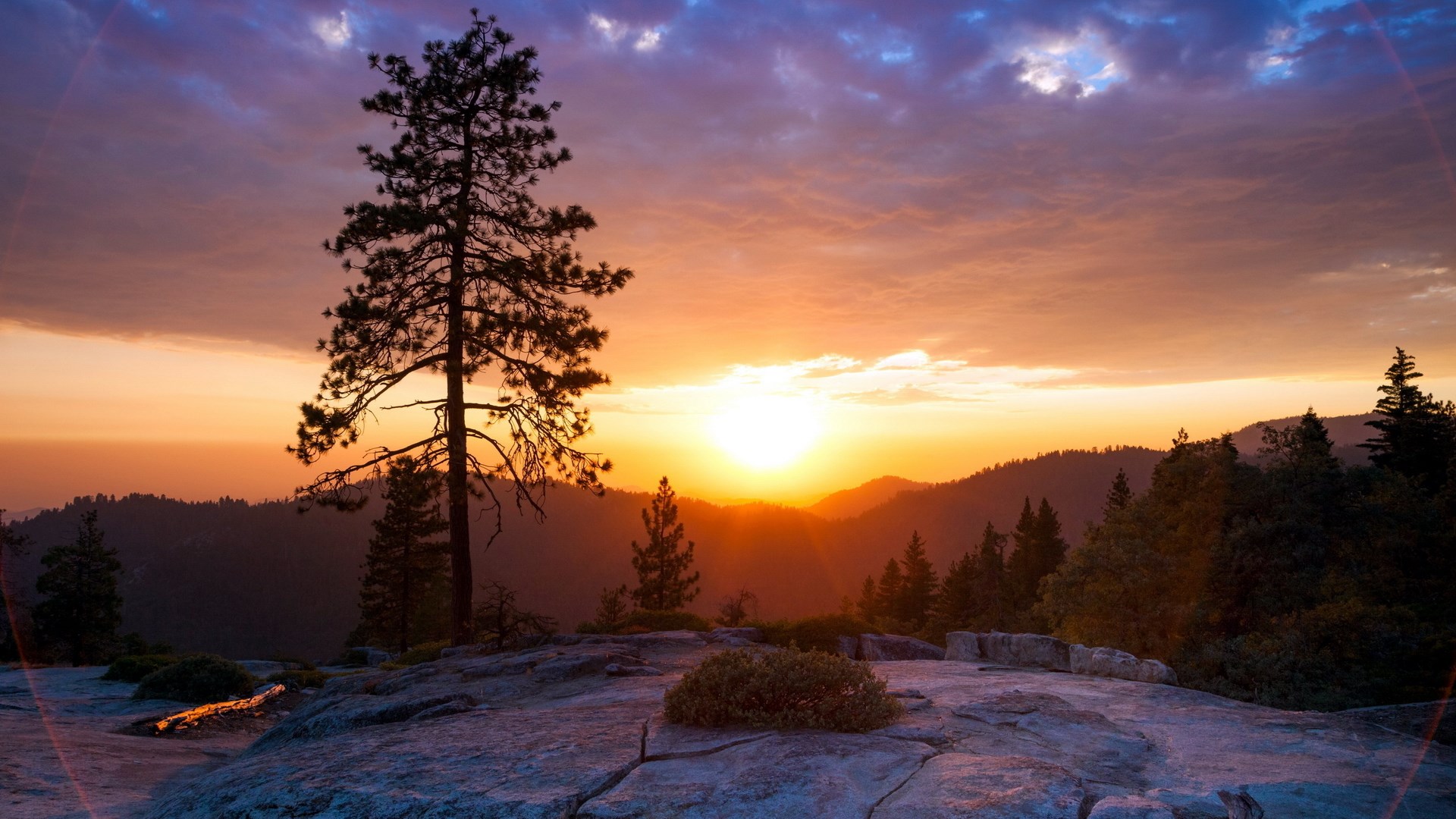 Sunset over forested mountains with a lone pine tree HD Wallpaper