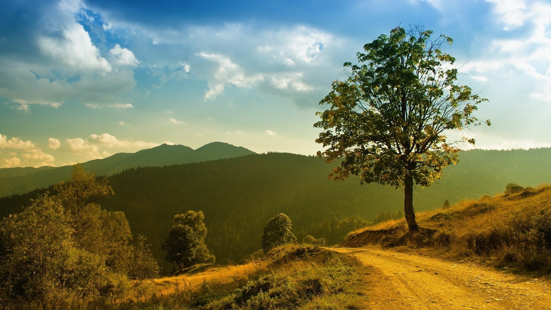 Dirt road winds through a grassy hill with a lone tree HD Wallpaper