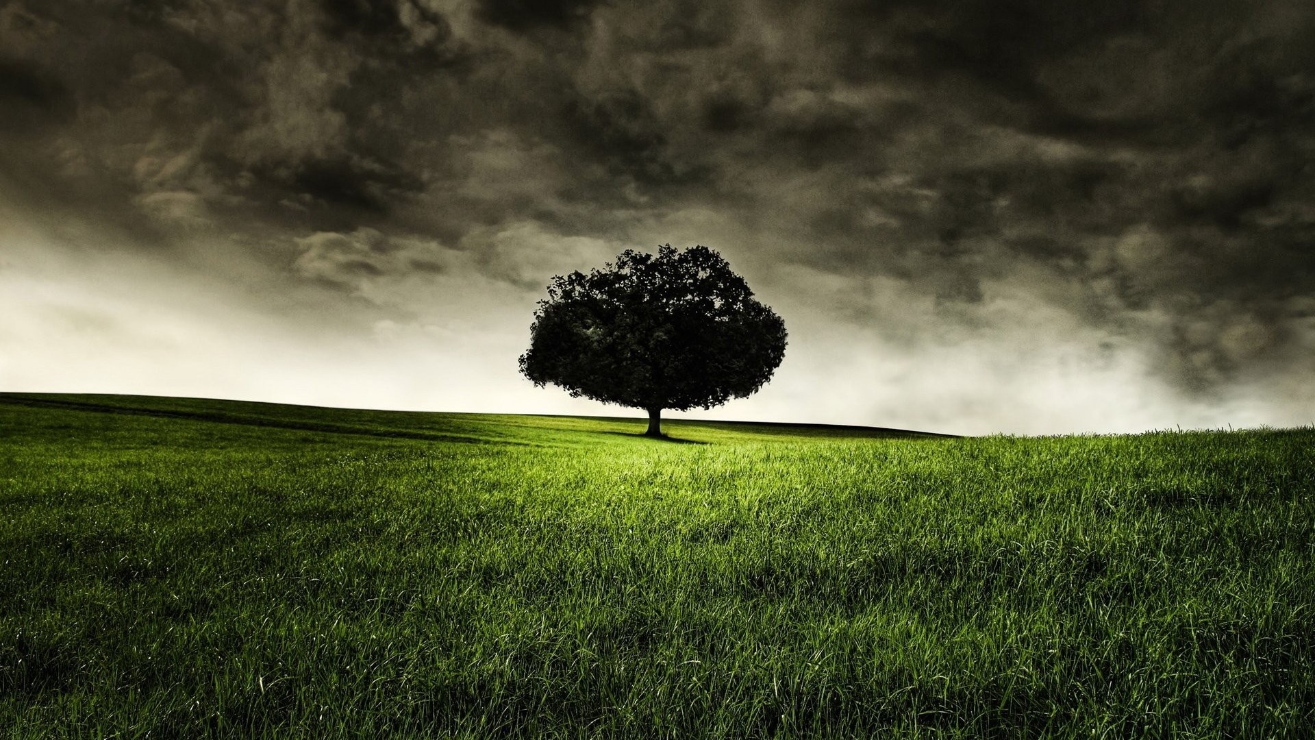 Lone tree on a grassy hill under stormy clouds HD Wallpaper
