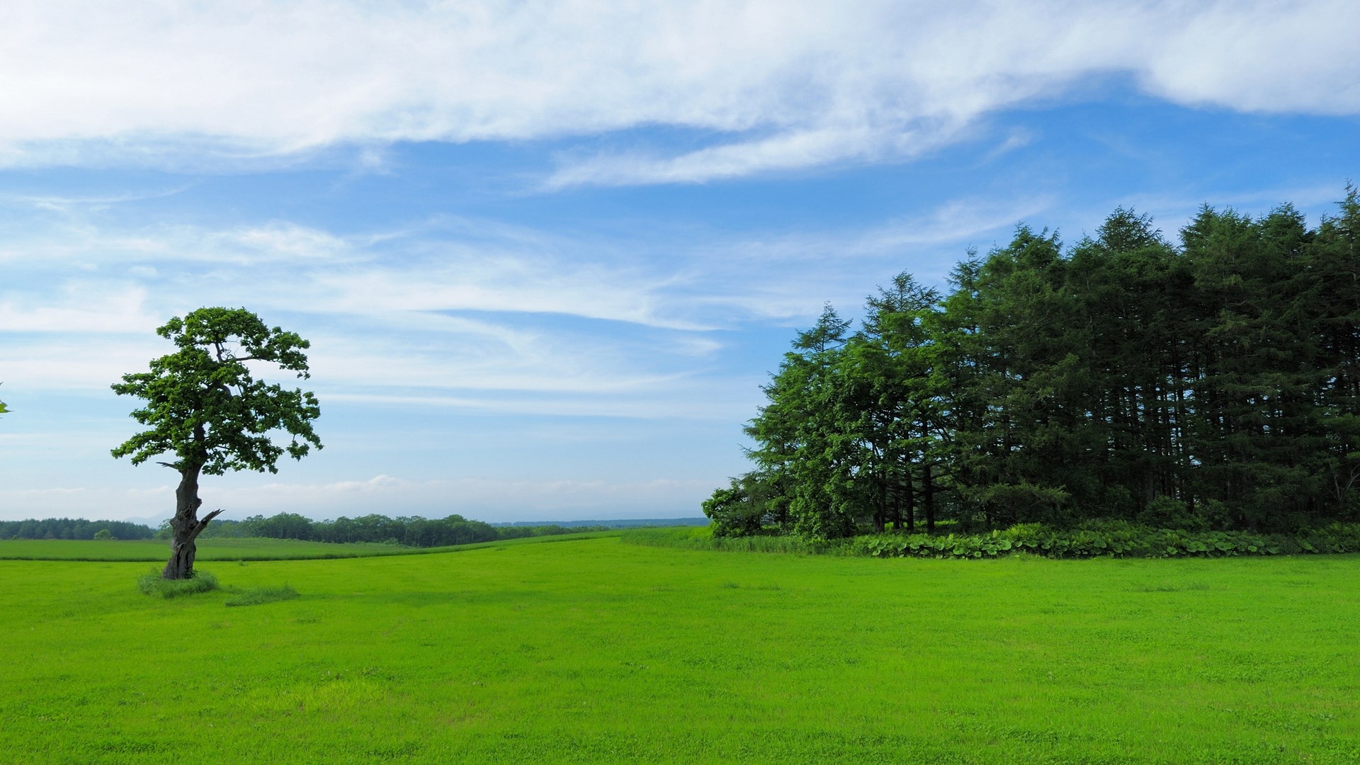 A lone tree in a green field under a blue sky HD Wallpaper