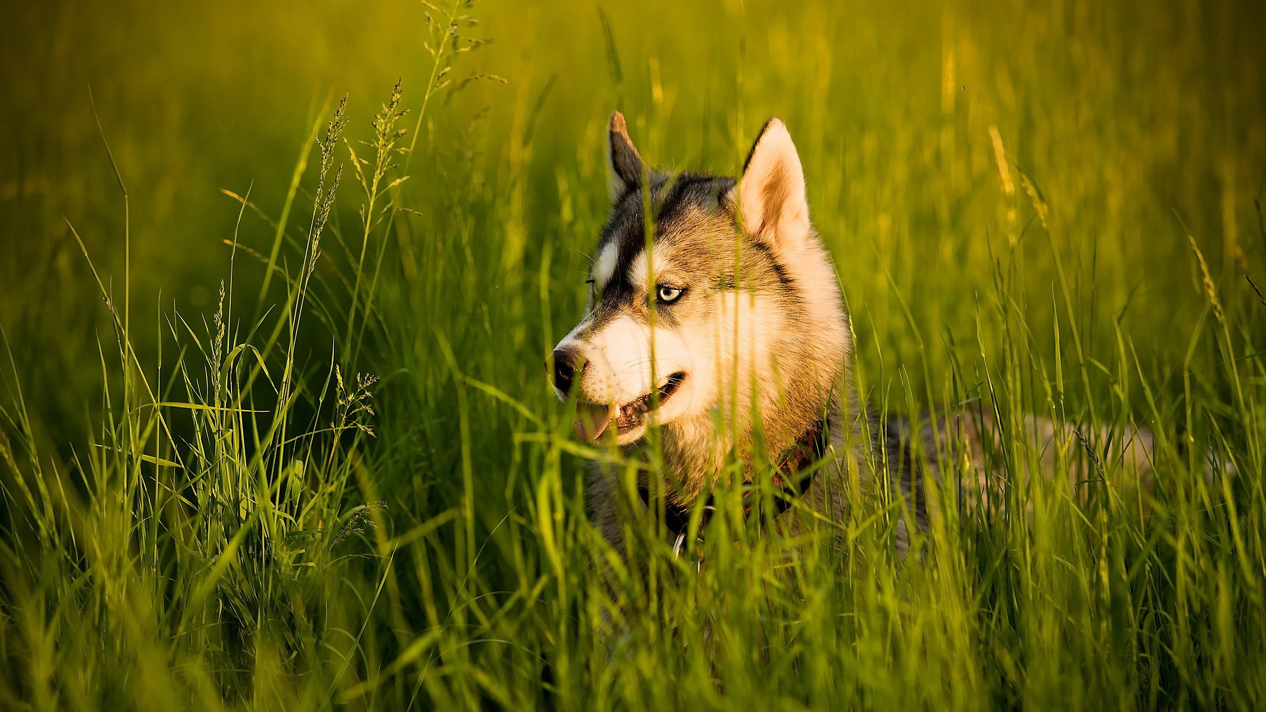 Husky dog lying in tall green grass HD Wallpaper