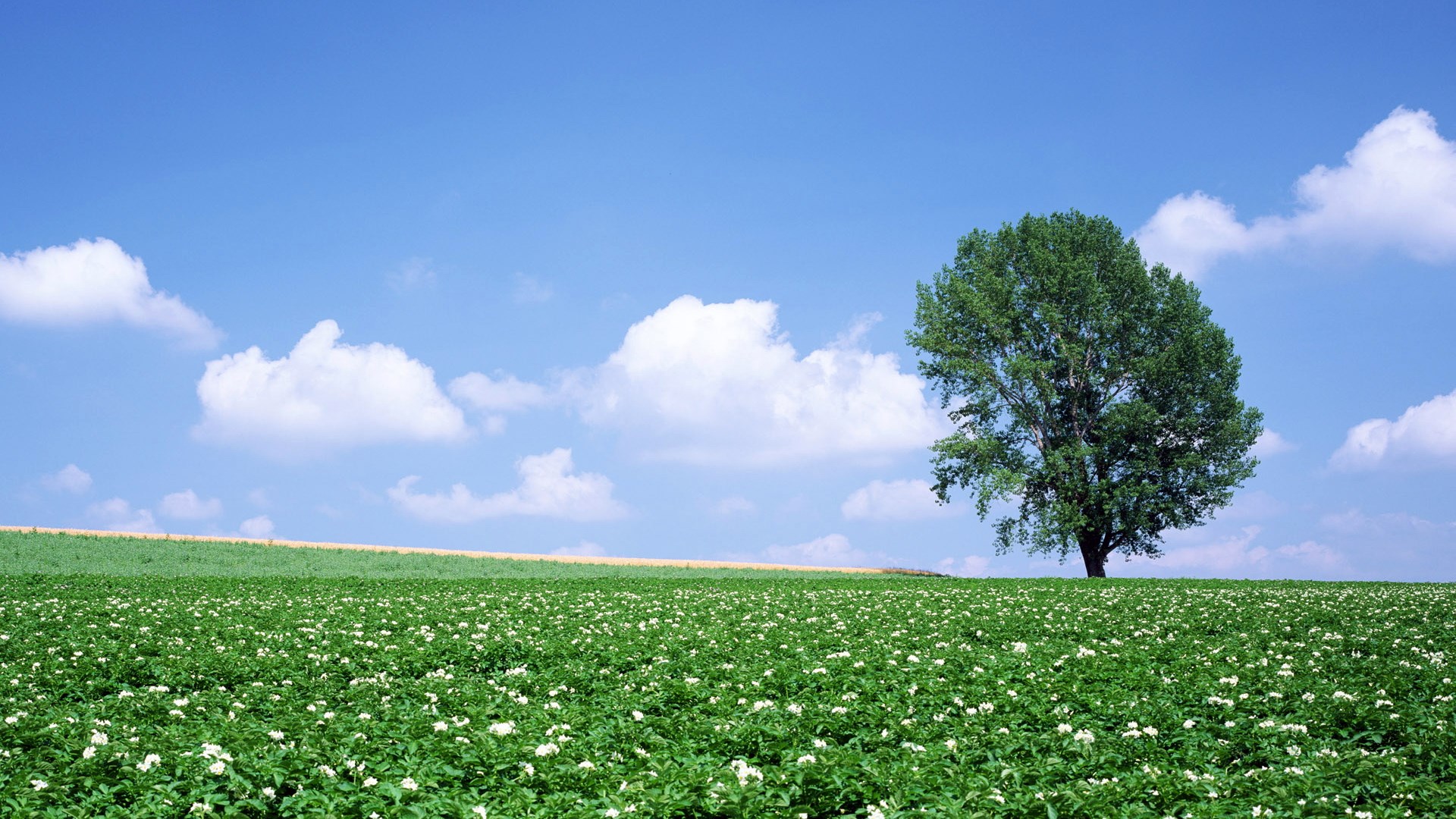 A lone tree in a field of flowers under a blue sky HD Wallpaper