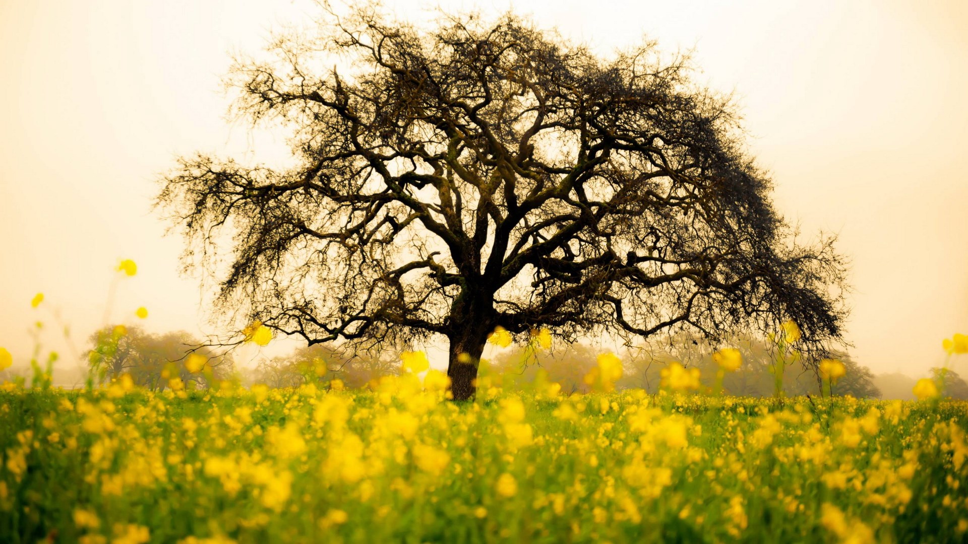 Bare tree in a field of yellow flowers HD Wallpaper