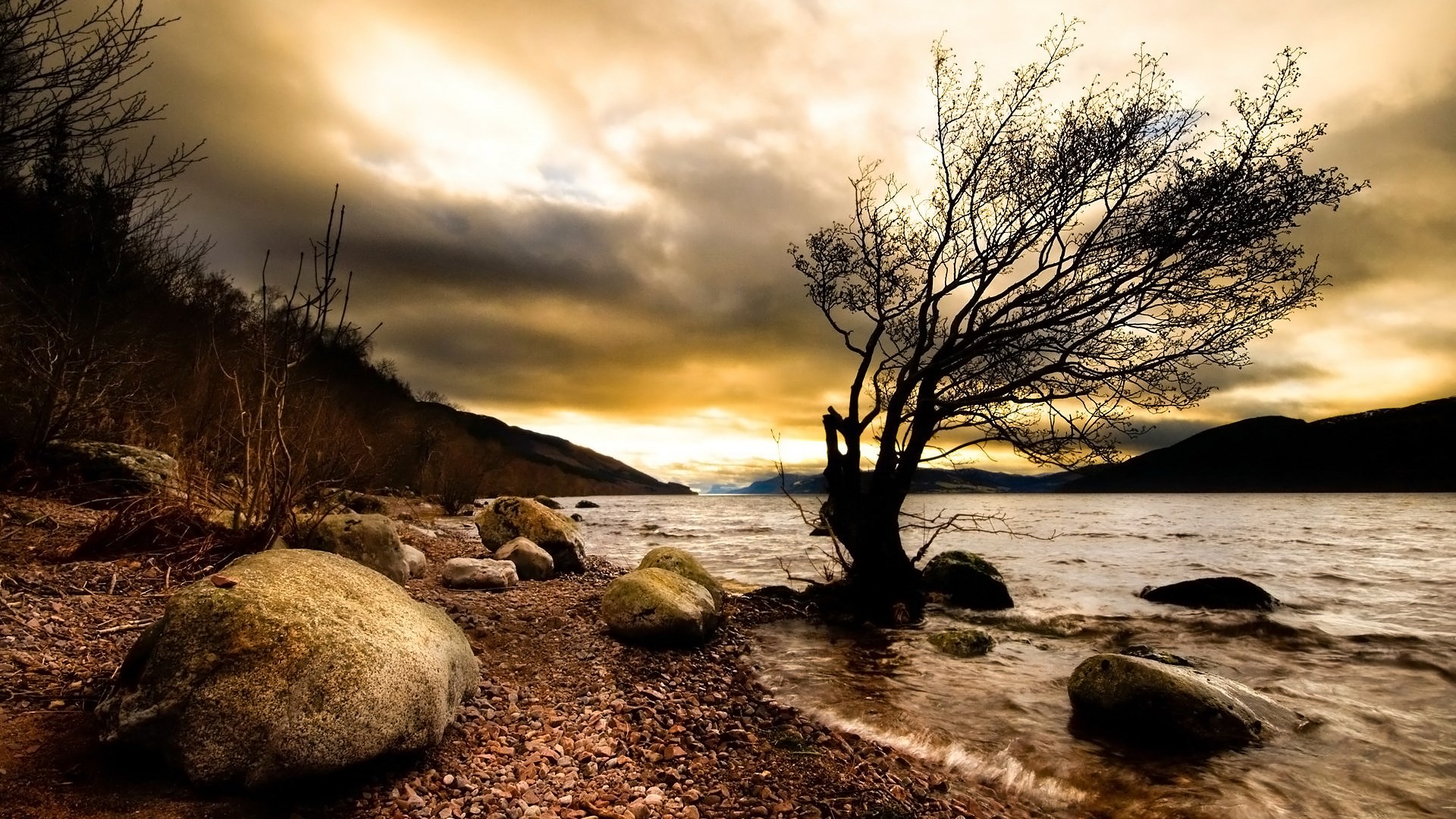 Bare tree on a rocky shore by a lake HD Wallpaper