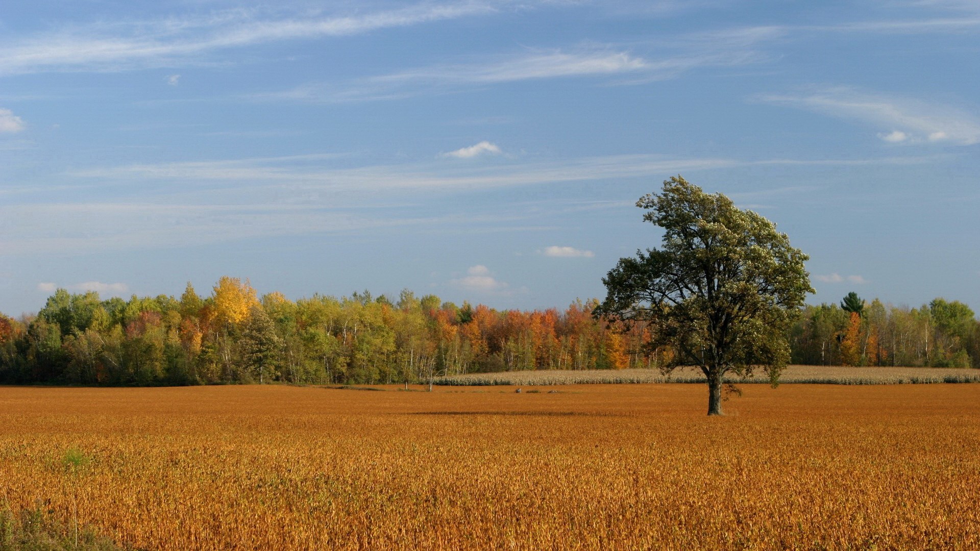 Autumn field with a lone tree and forest HD Wallpaper