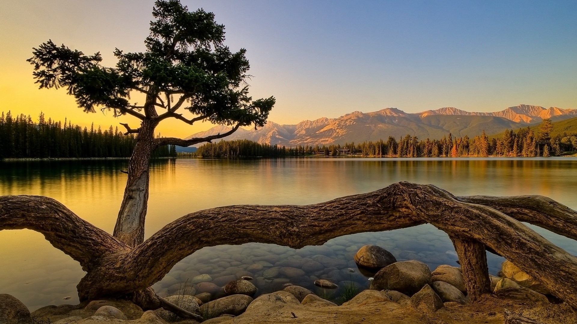 Tree roots arching over a lake at sunset with mountains HD Wallpaper