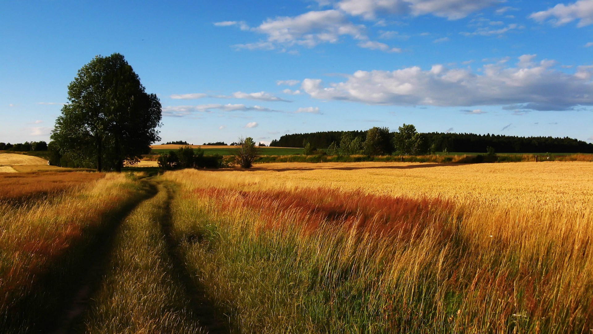 Dirt path through a golden wheat field under a blue sky HD Wallpaper