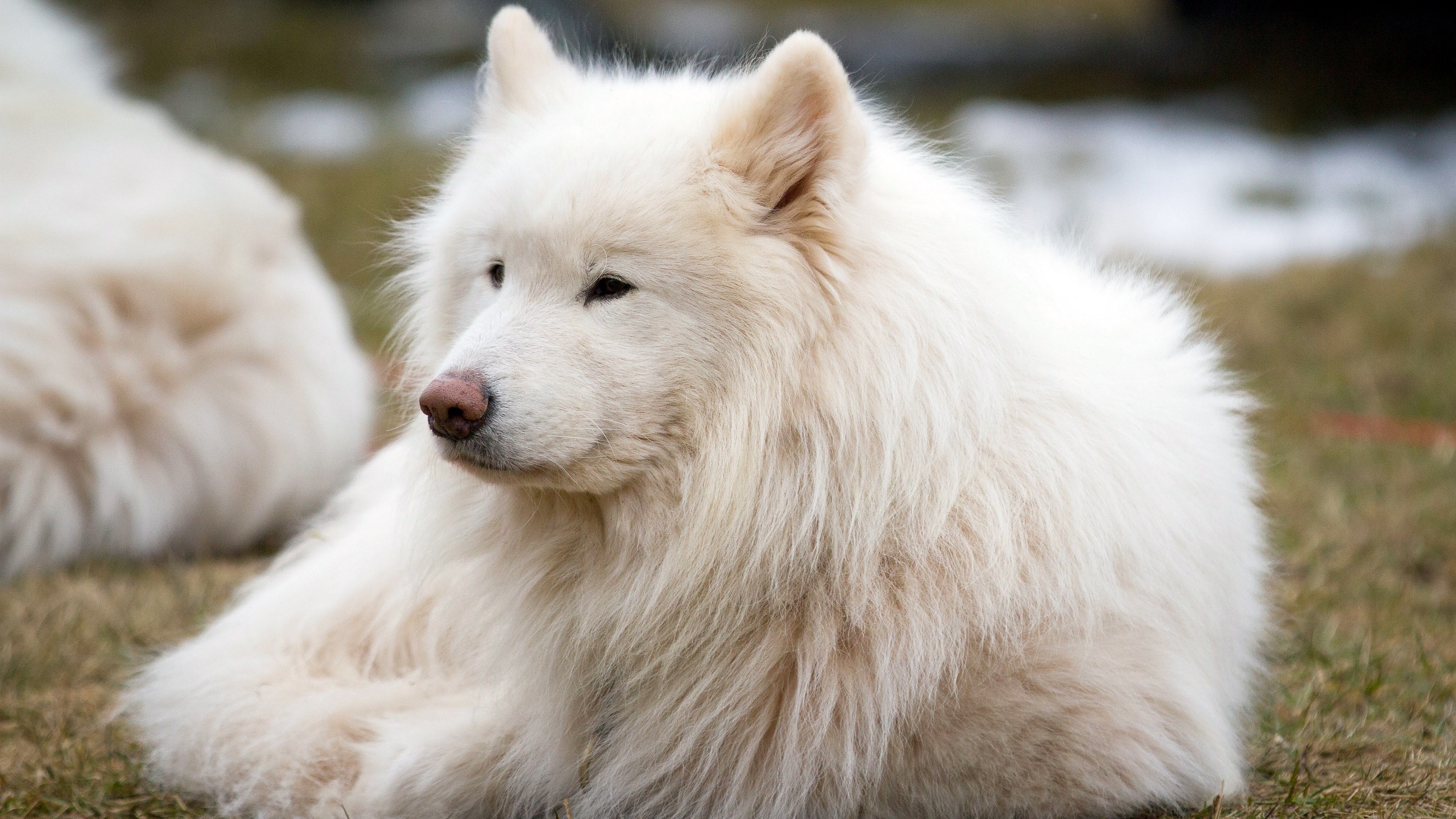 Fluffy white Samoyed dog lying on grass HD Wallpaper