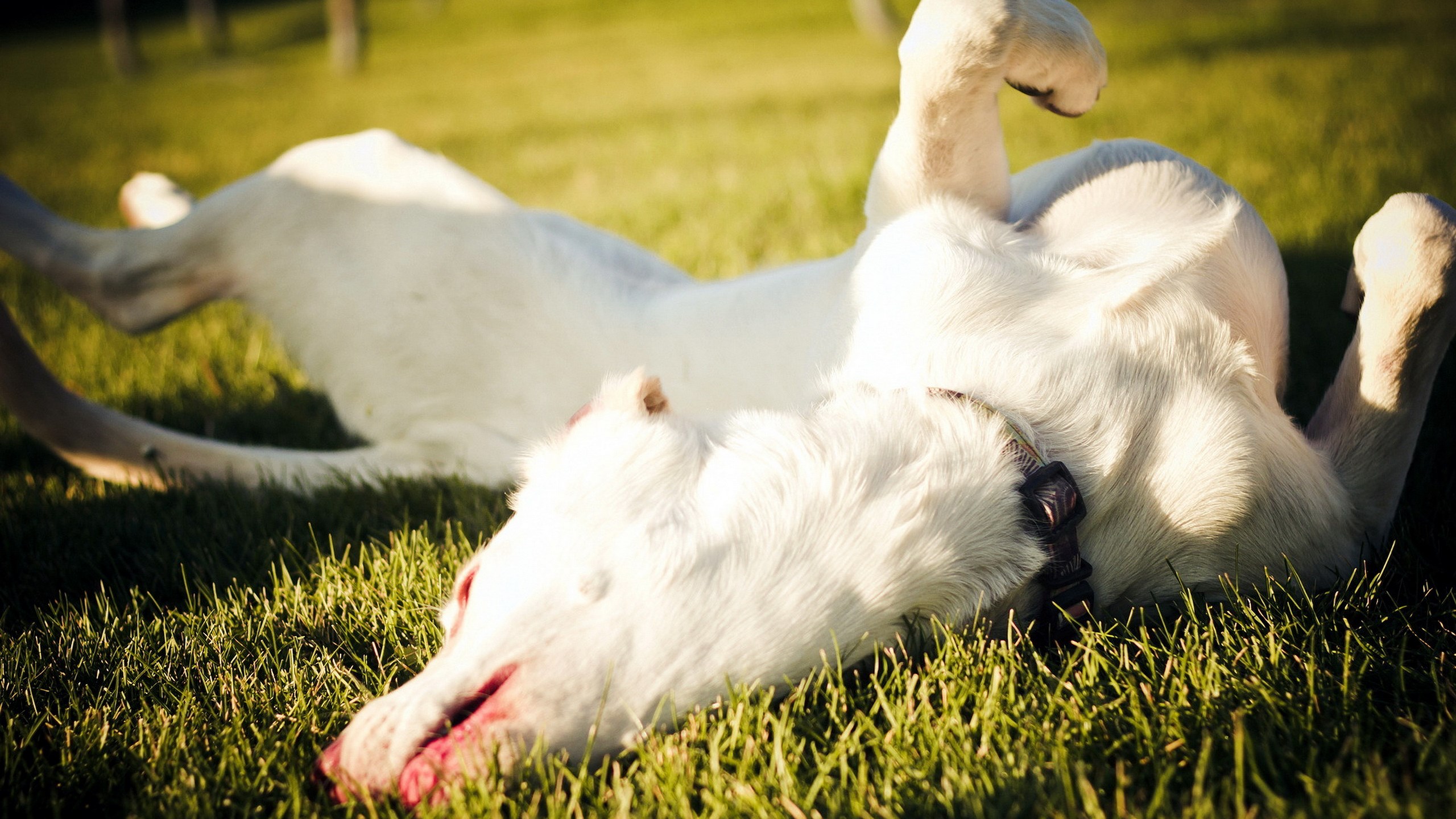 White dog rolling on grass HD Wallpaper