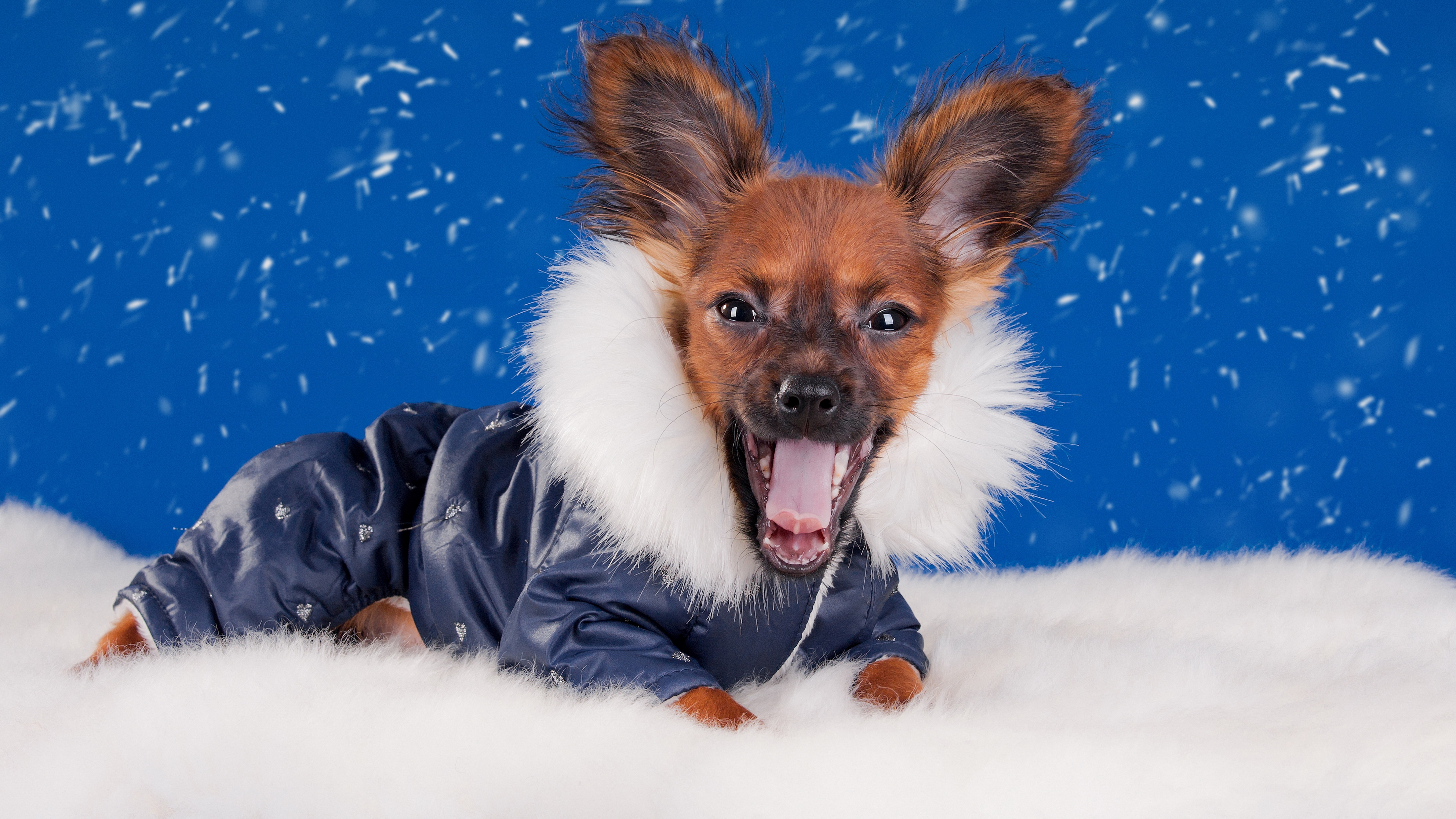 Dog in a winter coat yawning HD Wallpaper