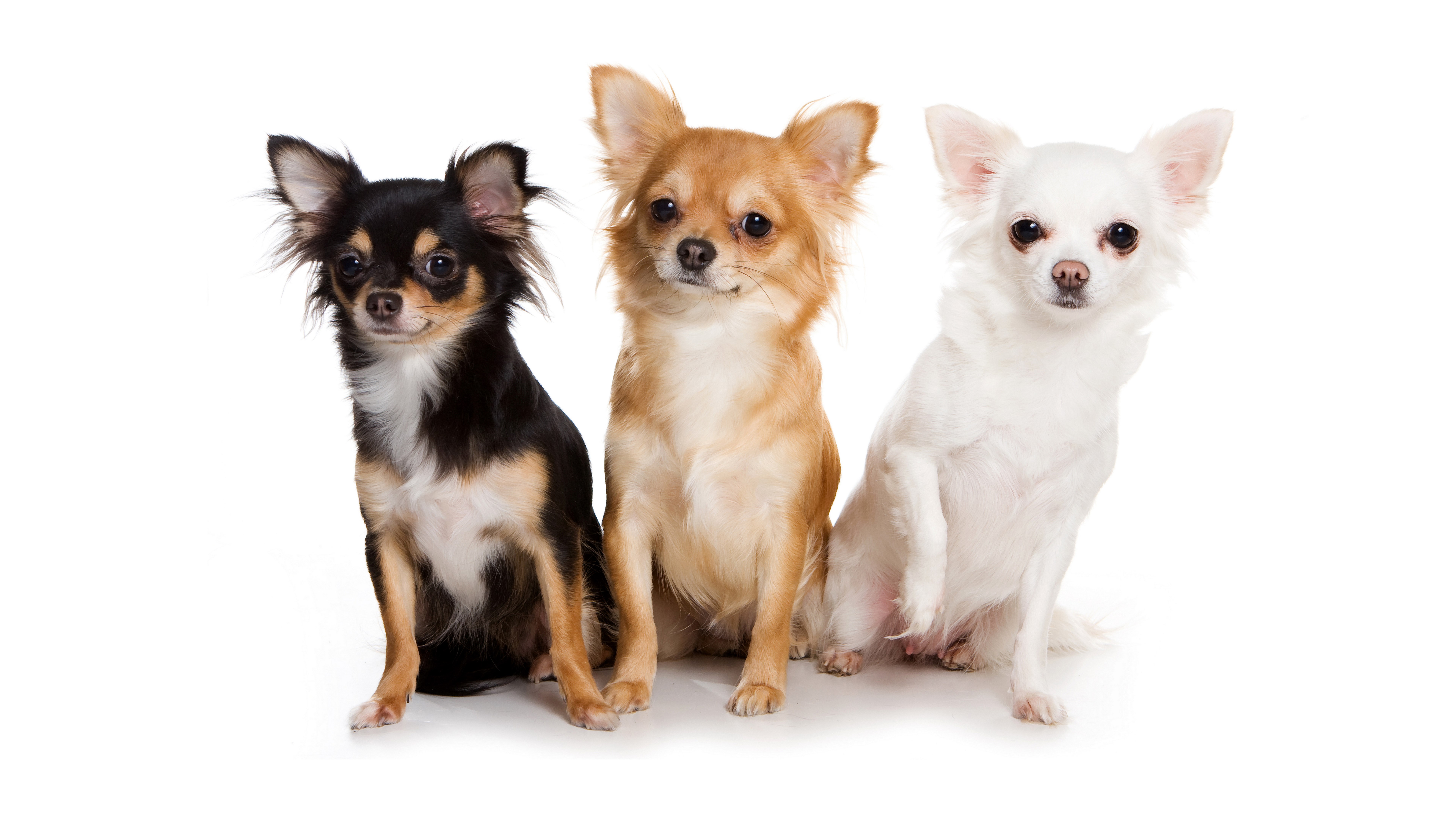 Three Chihuahuas sitting on a white background HD Wallpaper