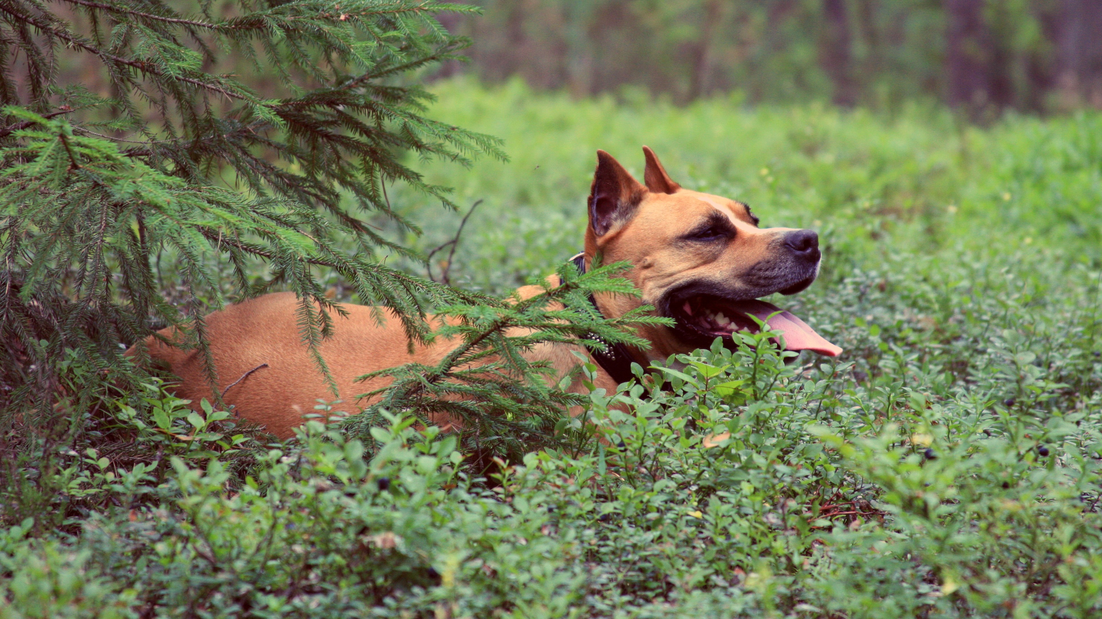 Dog lying in green bushes near a tree HD Wallpaper