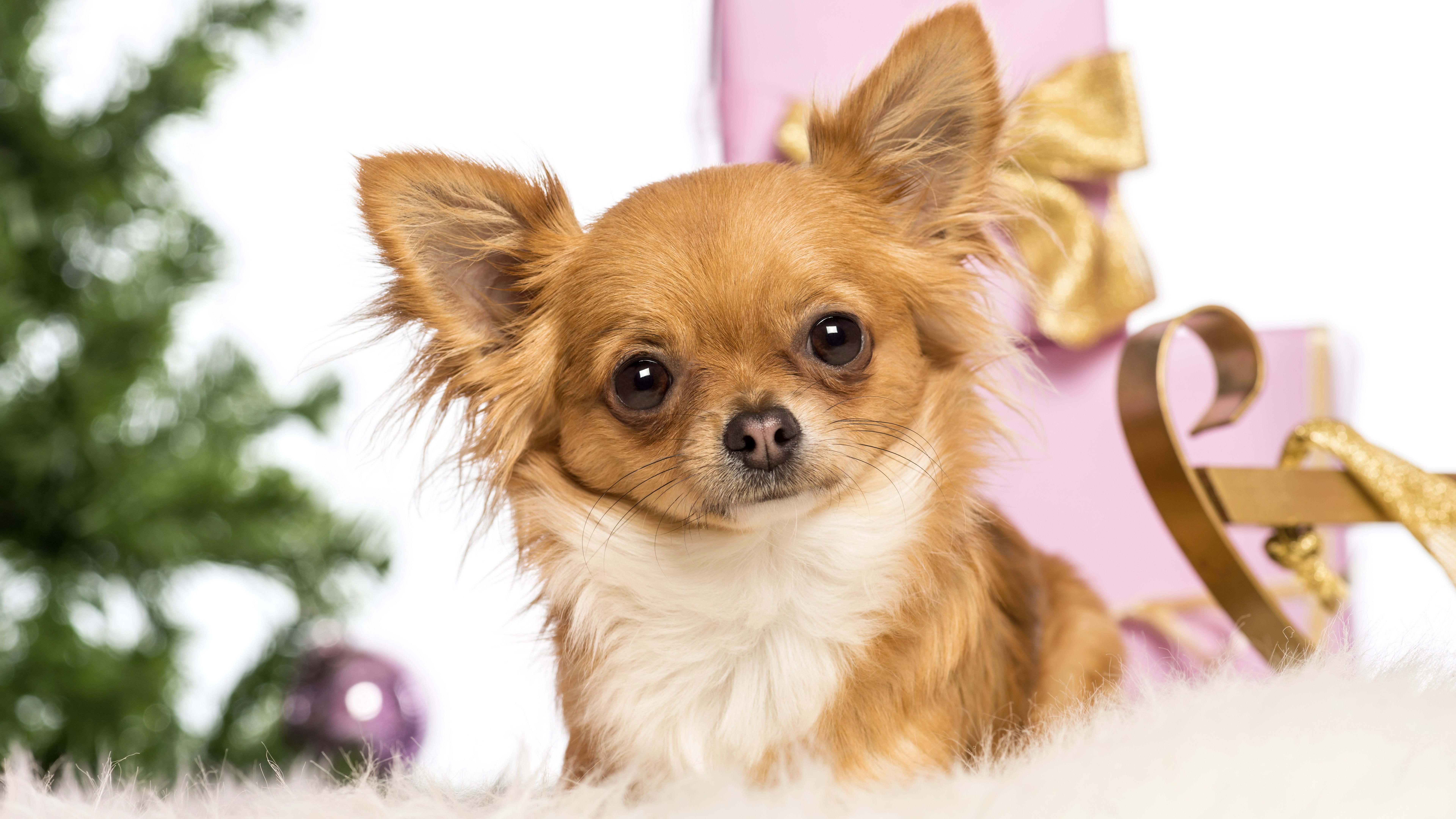 Chihuahua dog with Christmas decorations HD Wallpaper