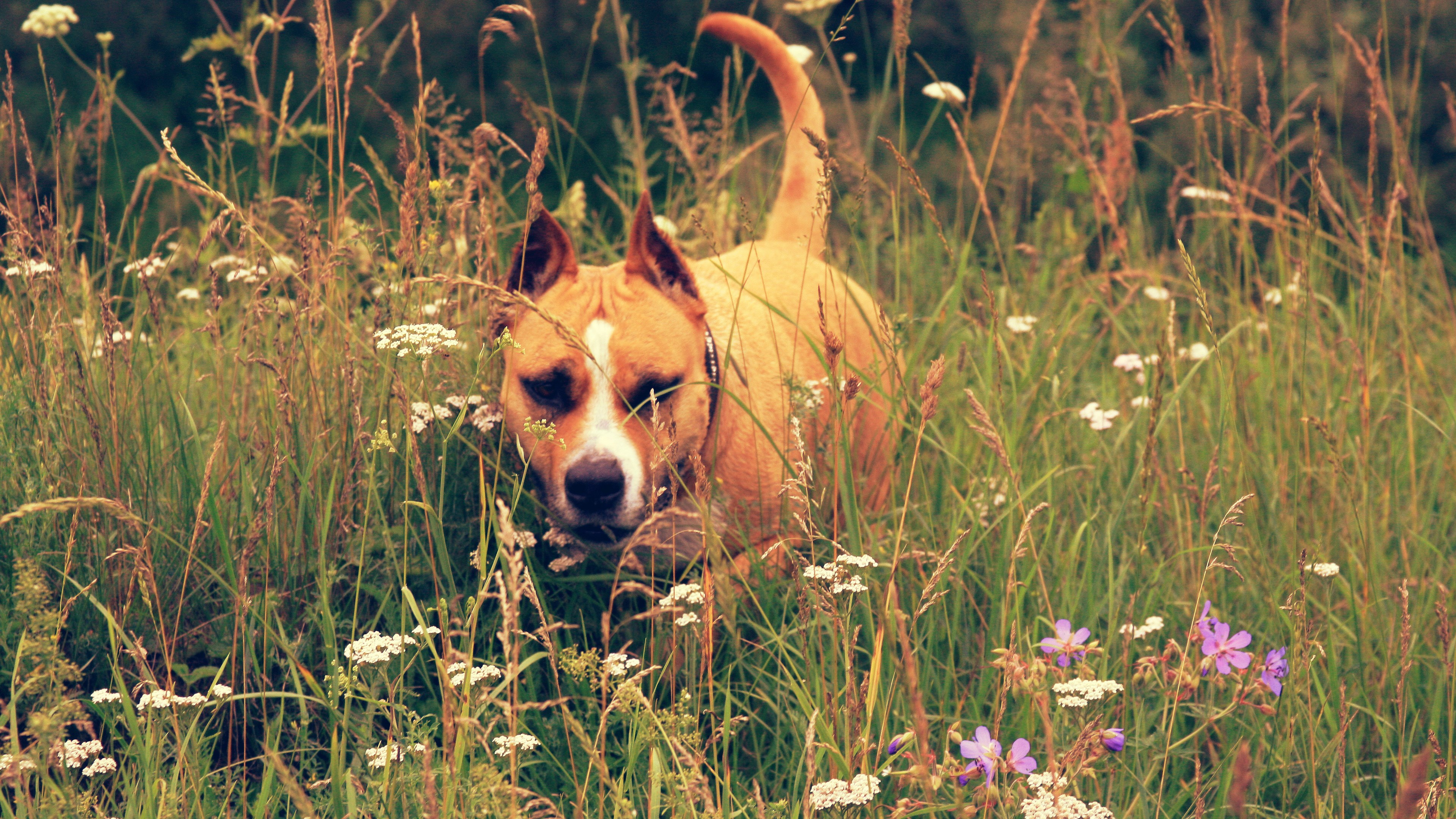 Dog in tall grass with flowers HD Wallpaper