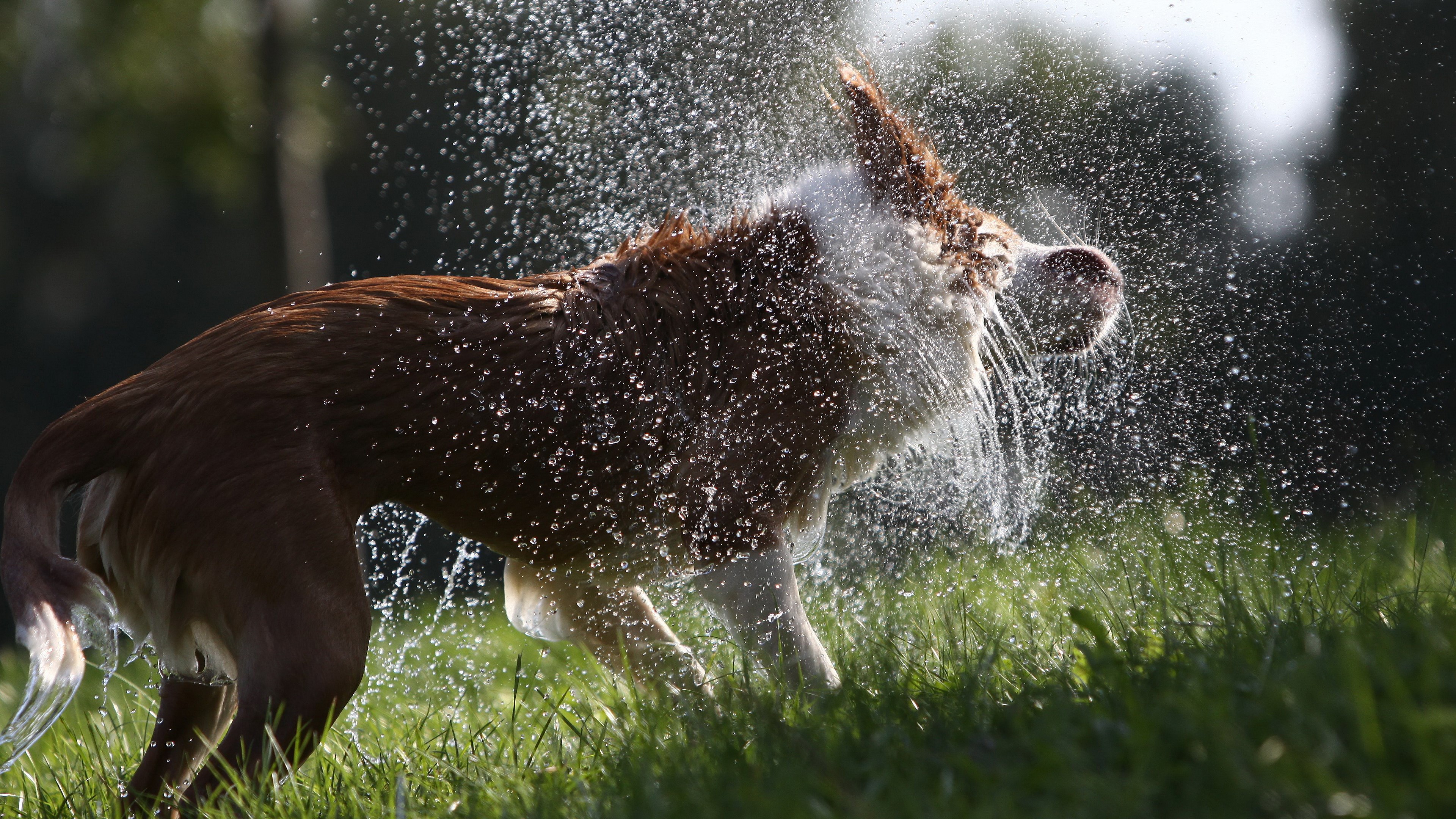 Dog shaking water off in grass HD Wallpaper