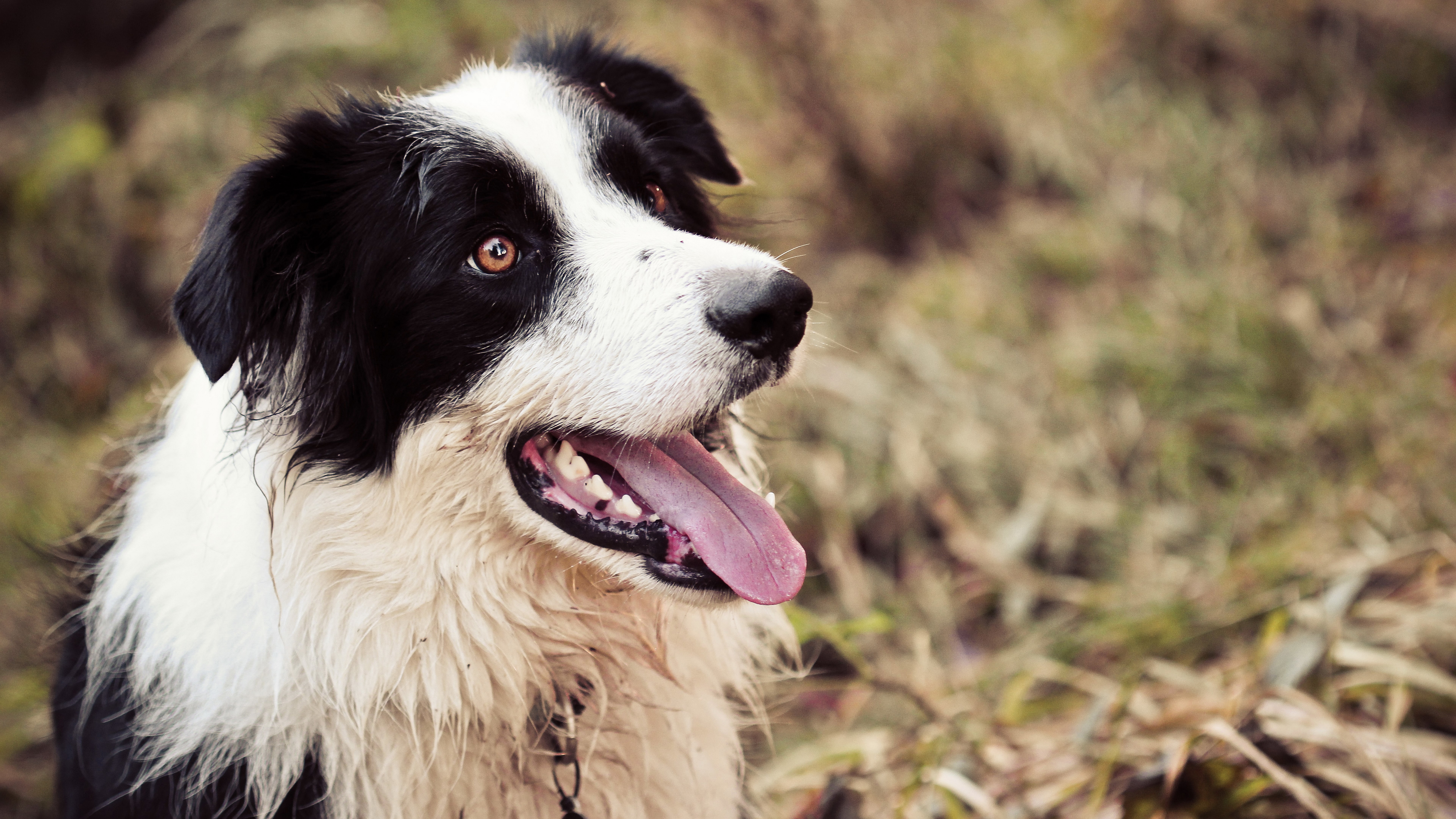 Border Collie dog panting in a field HD Wallpaper
