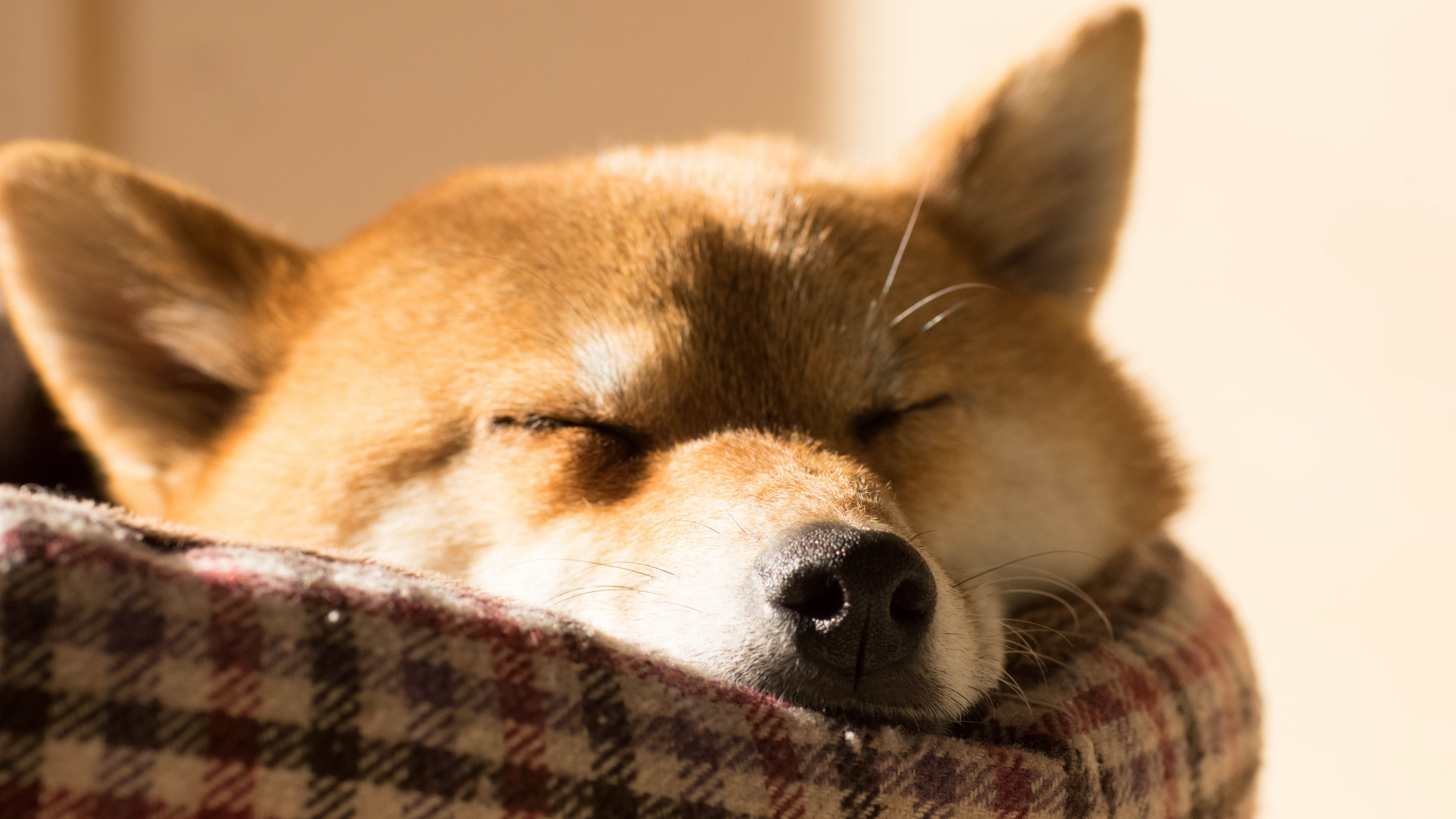 Shiba Inu dog sleeping in a bed HD Wallpaper