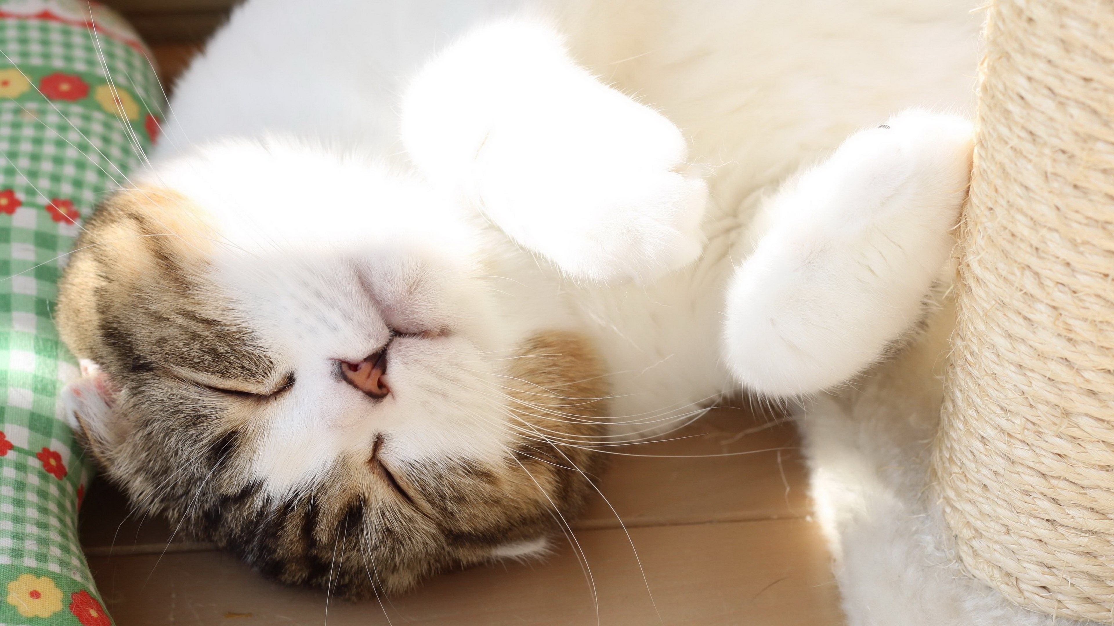 Cat sleeping on its back HD Wallpaper