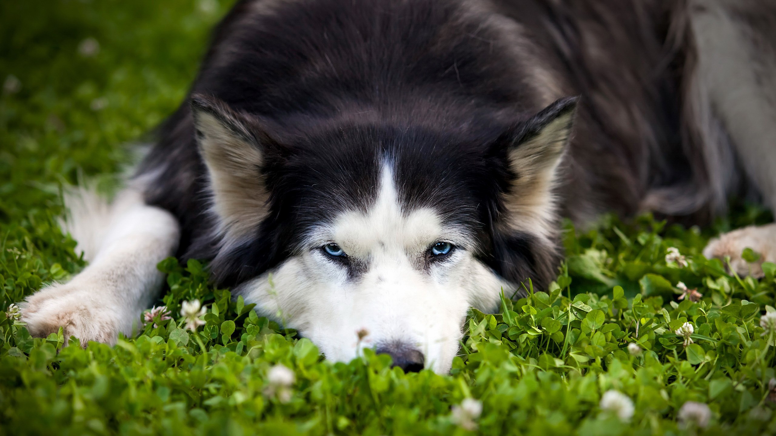 Husky dog with blue eyes lying on grass HD Wallpaper