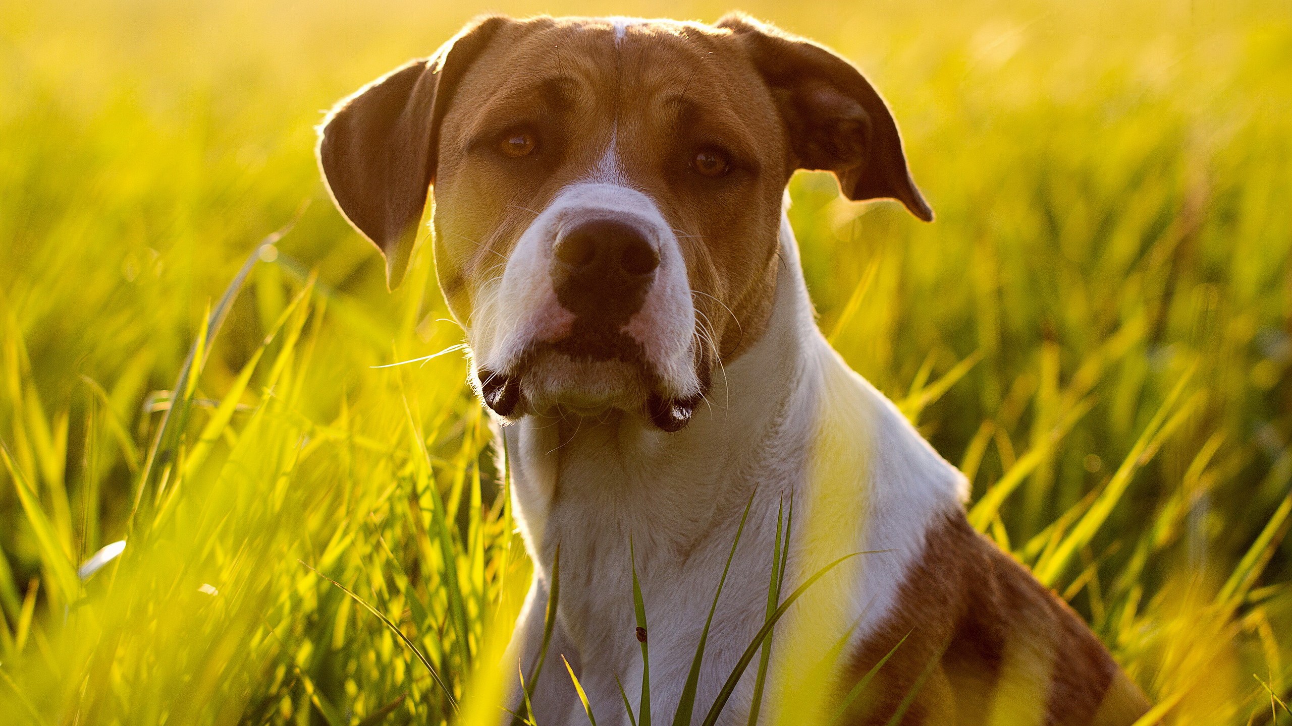 Dog sitting in tall grass during sunset HD Wallpaper