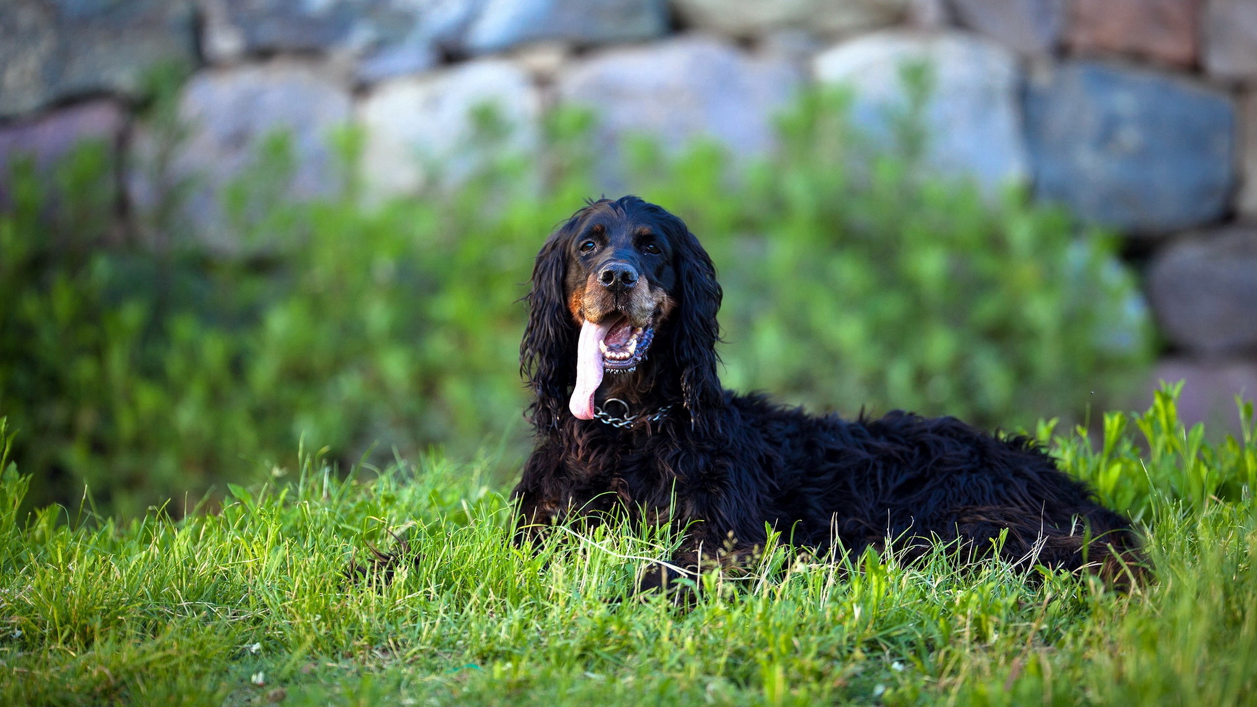 Black Gordon Setter dog lying in grass HD Wallpaper