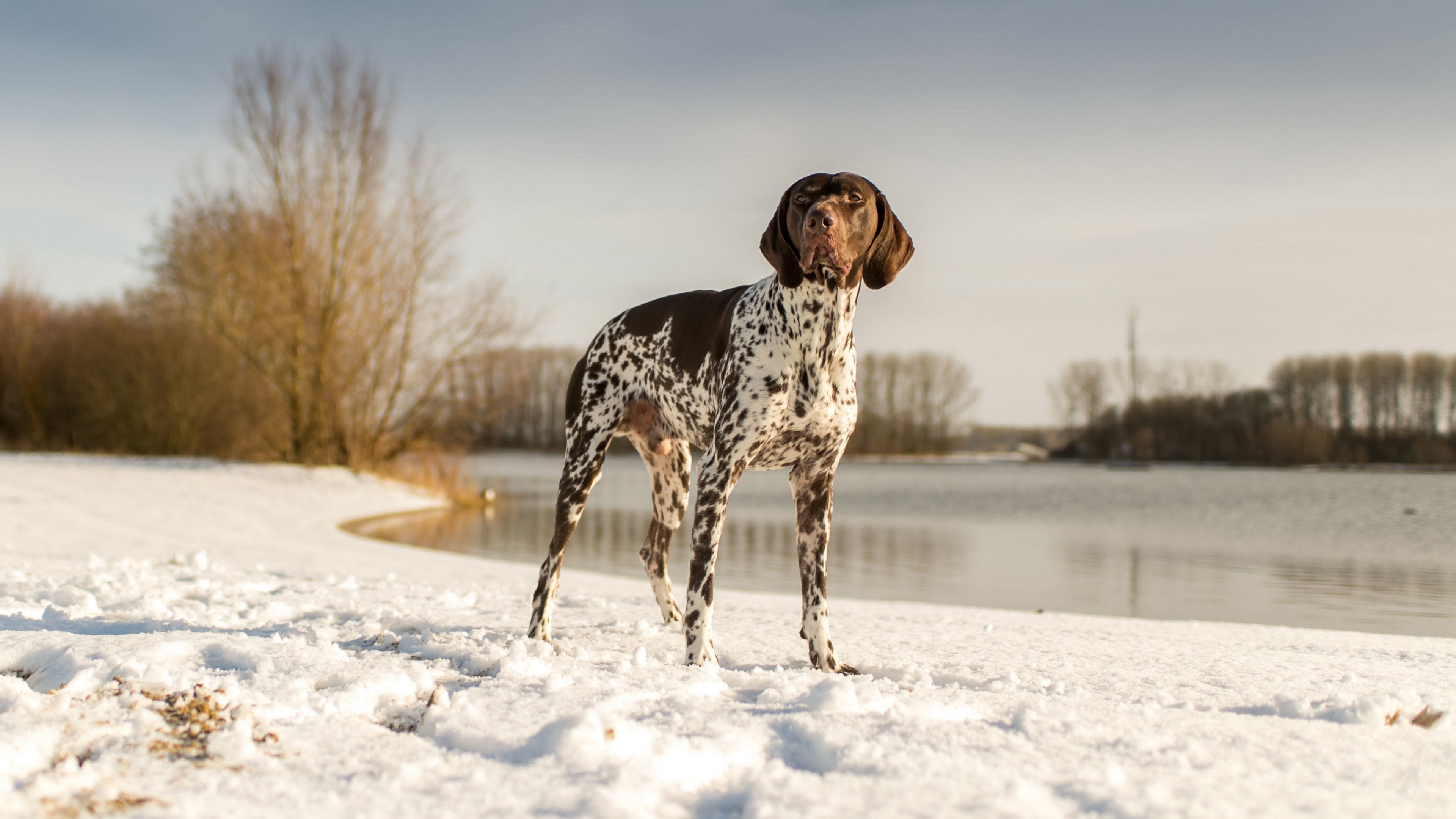 German Shorthaired Pointer in the Snow by a Lake HD Wallpaper