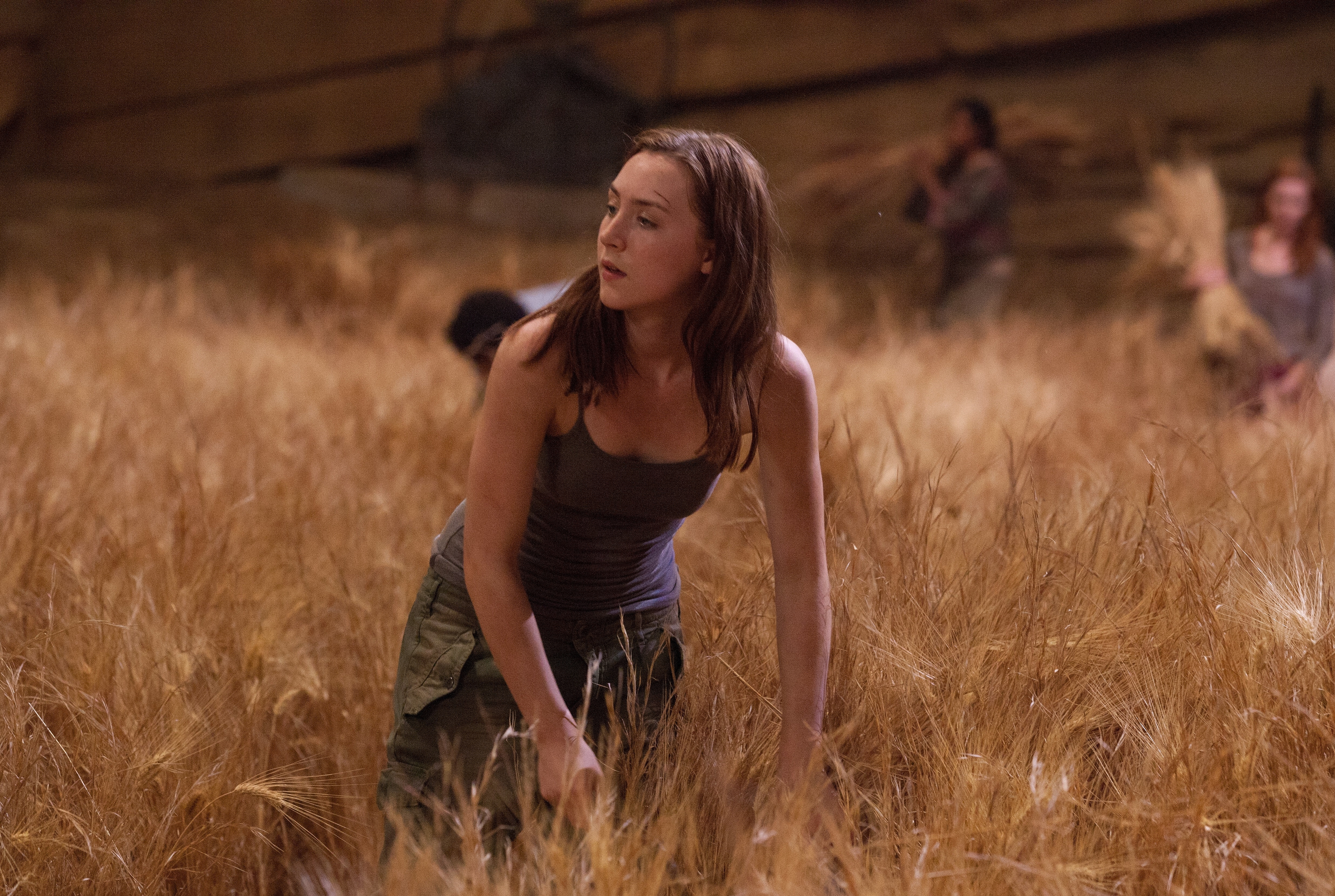 Saoirse Ronan in a wheat field HD Wallpaper