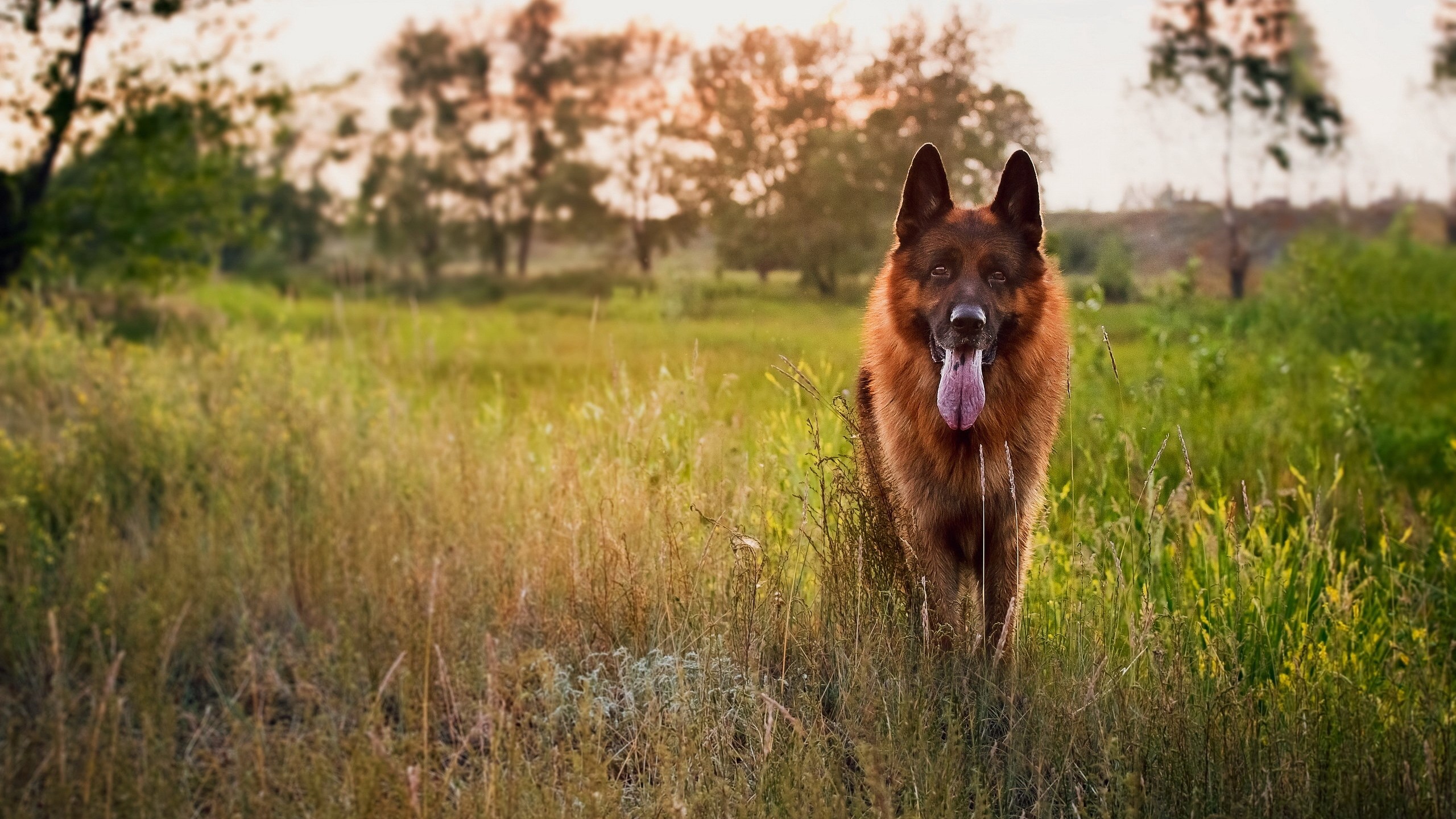 German Shepherd dog in a grassy field HD Wallpaper