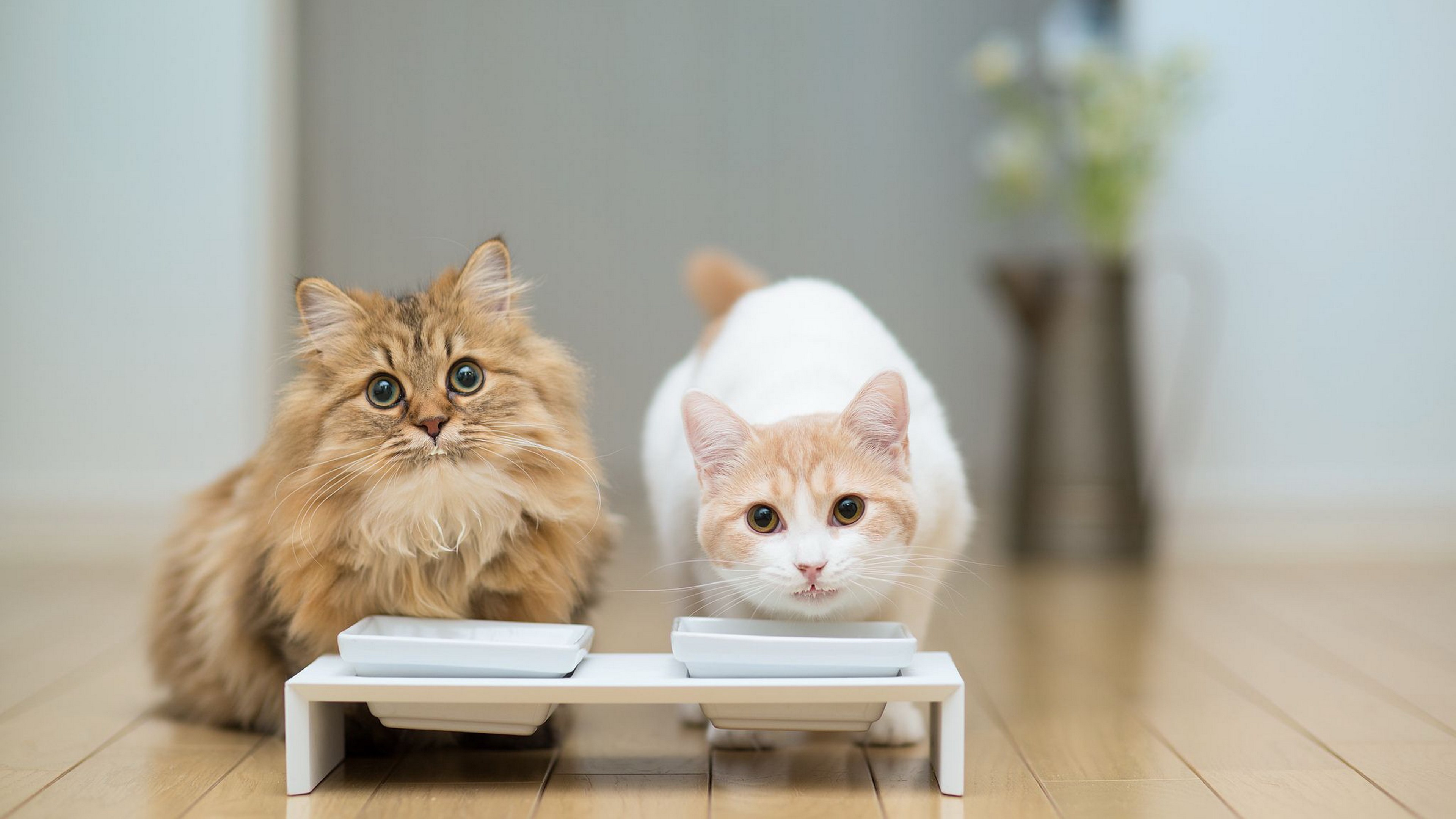 Two cats at feeding bowls HD Wallpaper