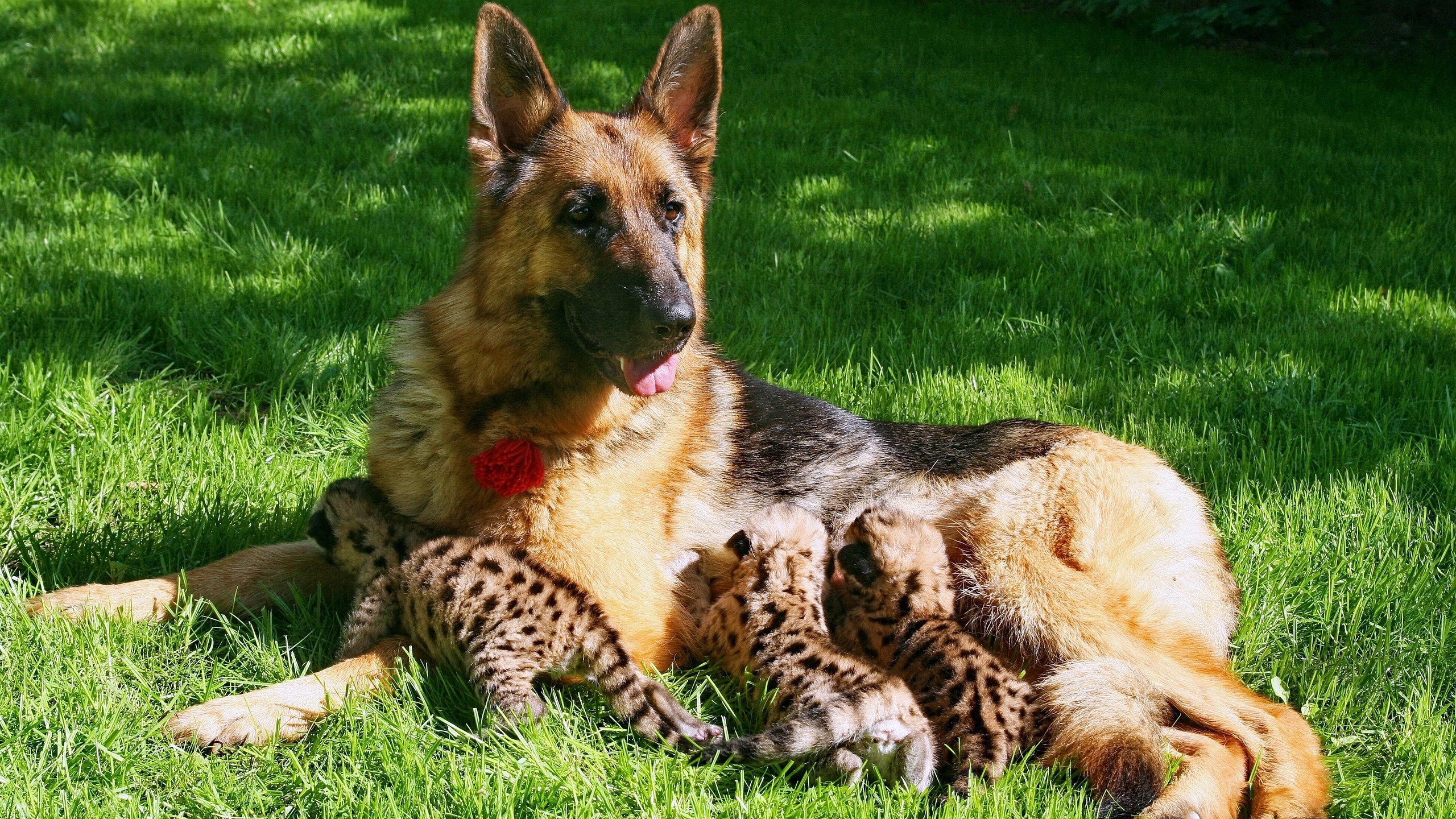 German Shepherd nursing spotted cubs on grass HD Wallpaper