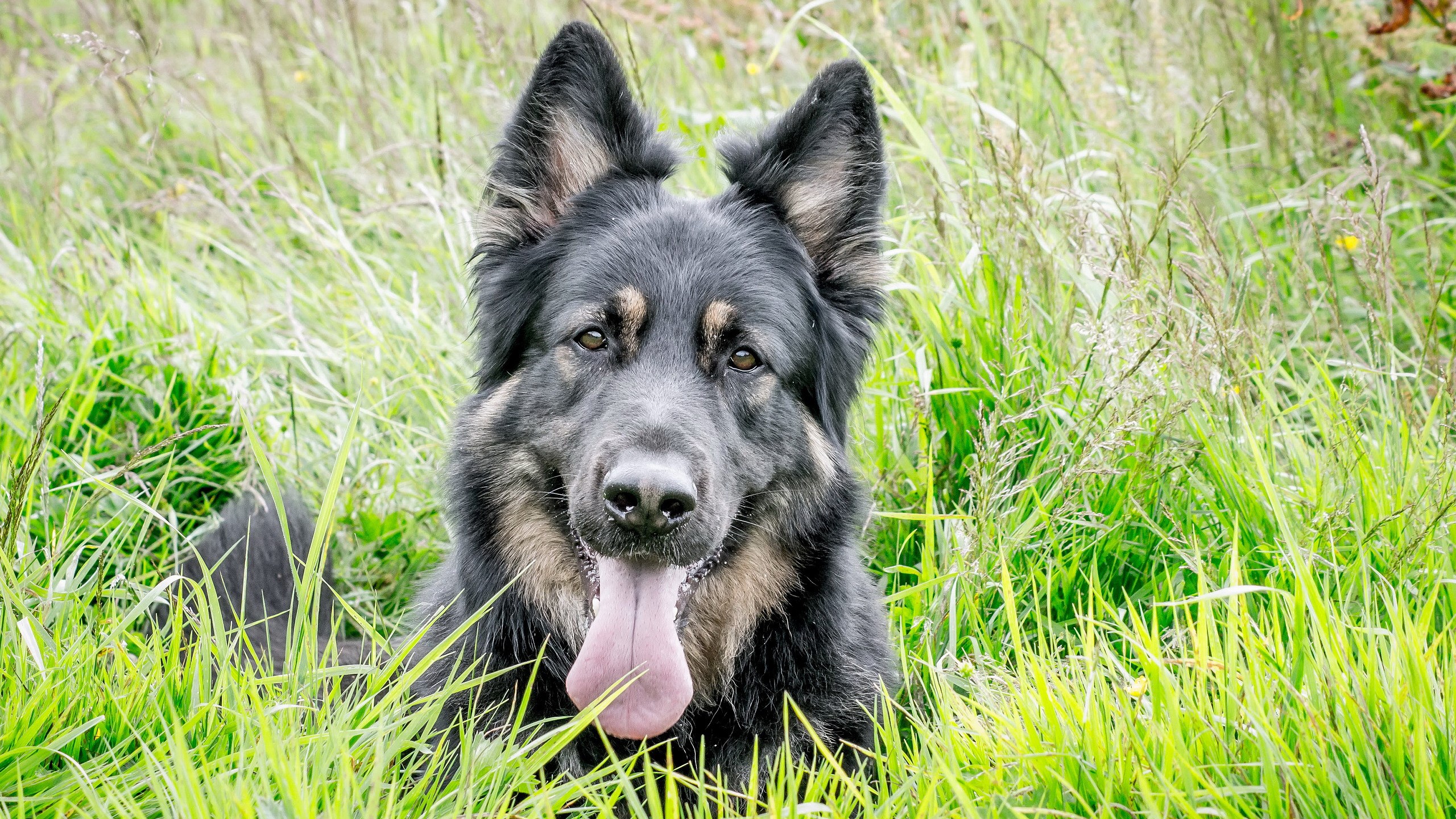 German Shepherd dog lying in tall green grass HD Wallpaper