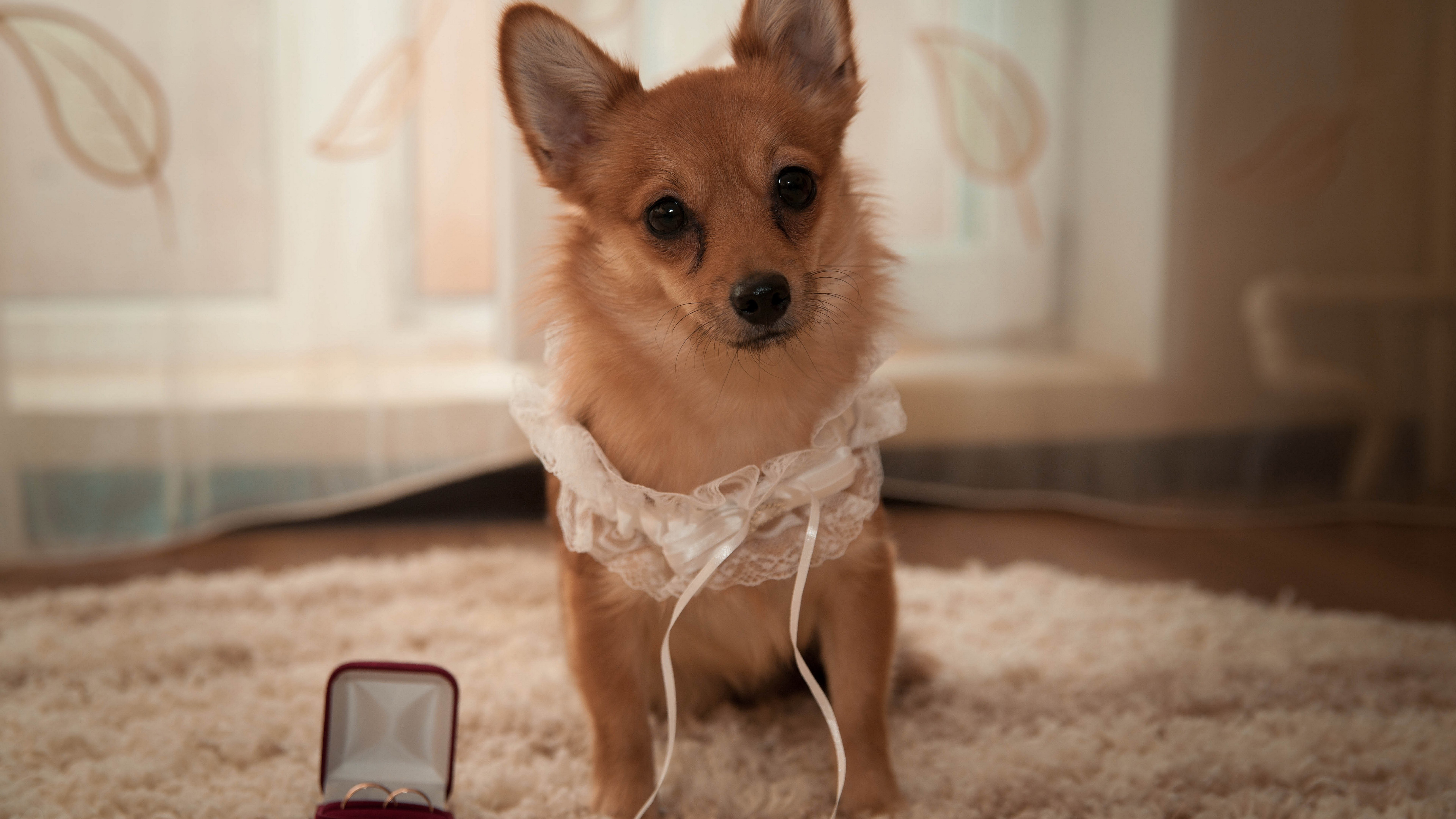Dog with wedding rings HD Wallpaper