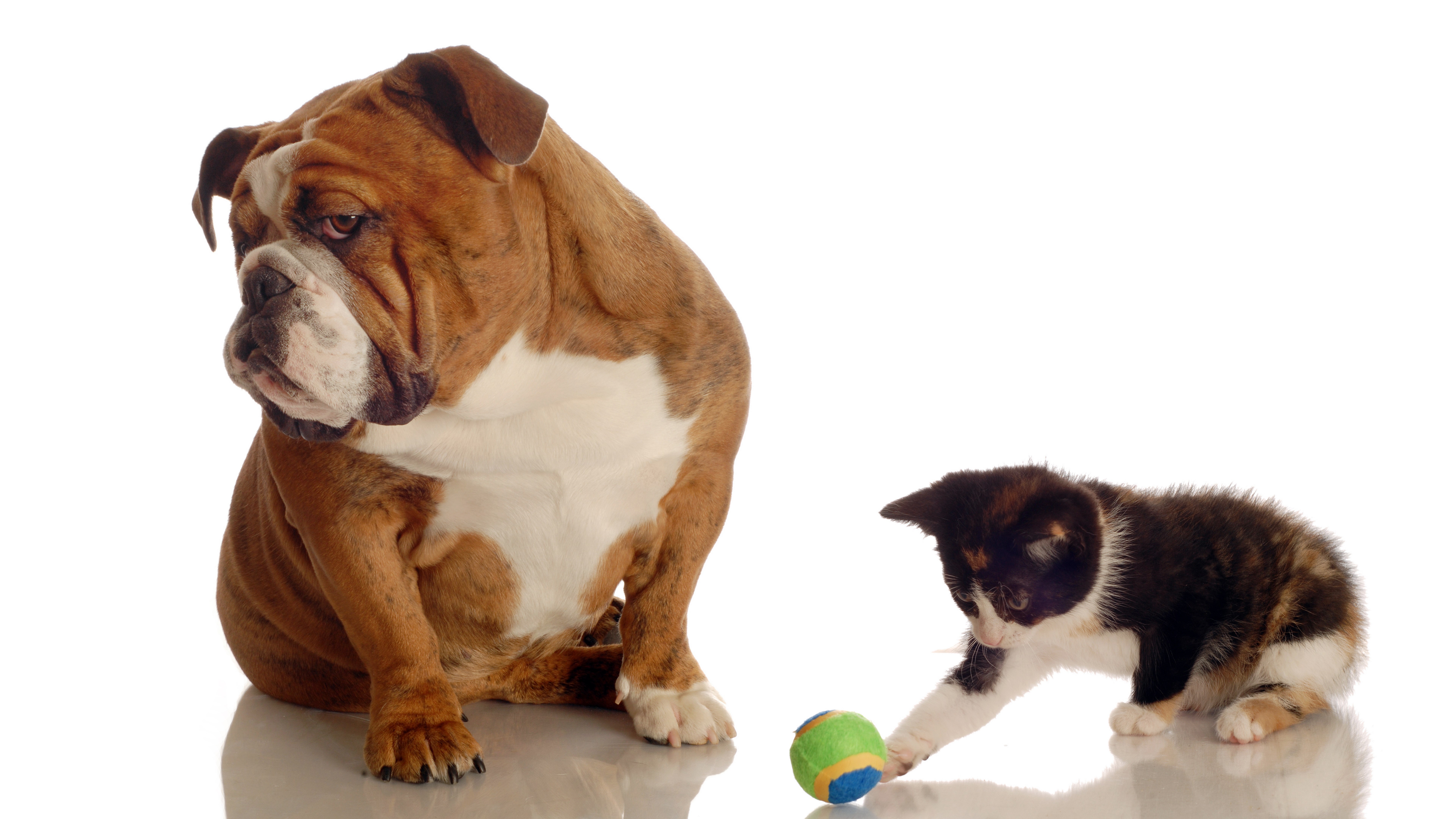 Bulldog and kitten playing with a ball HD Wallpaper