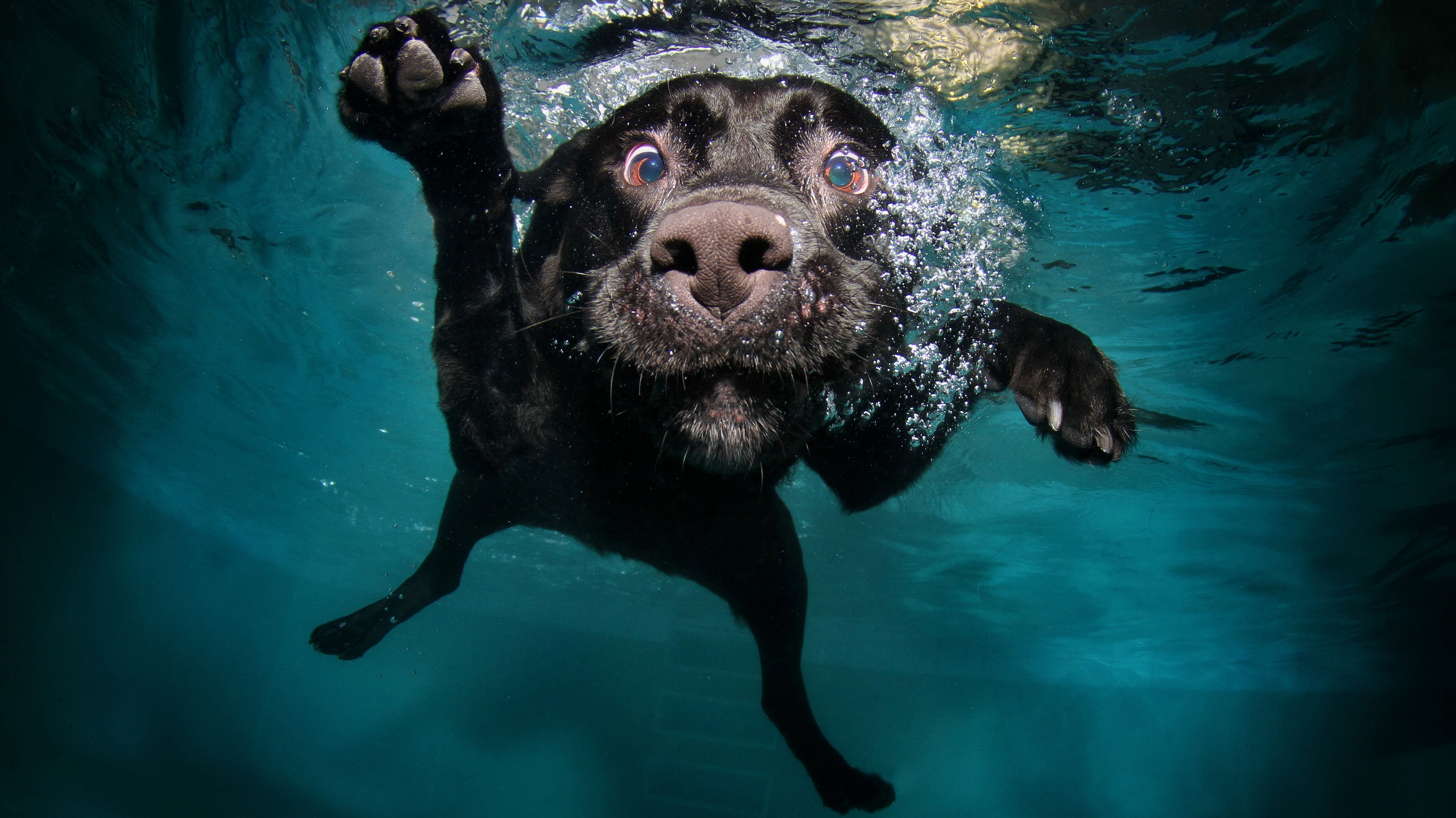 Black dog swimming underwater in a pool HD Wallpaper
