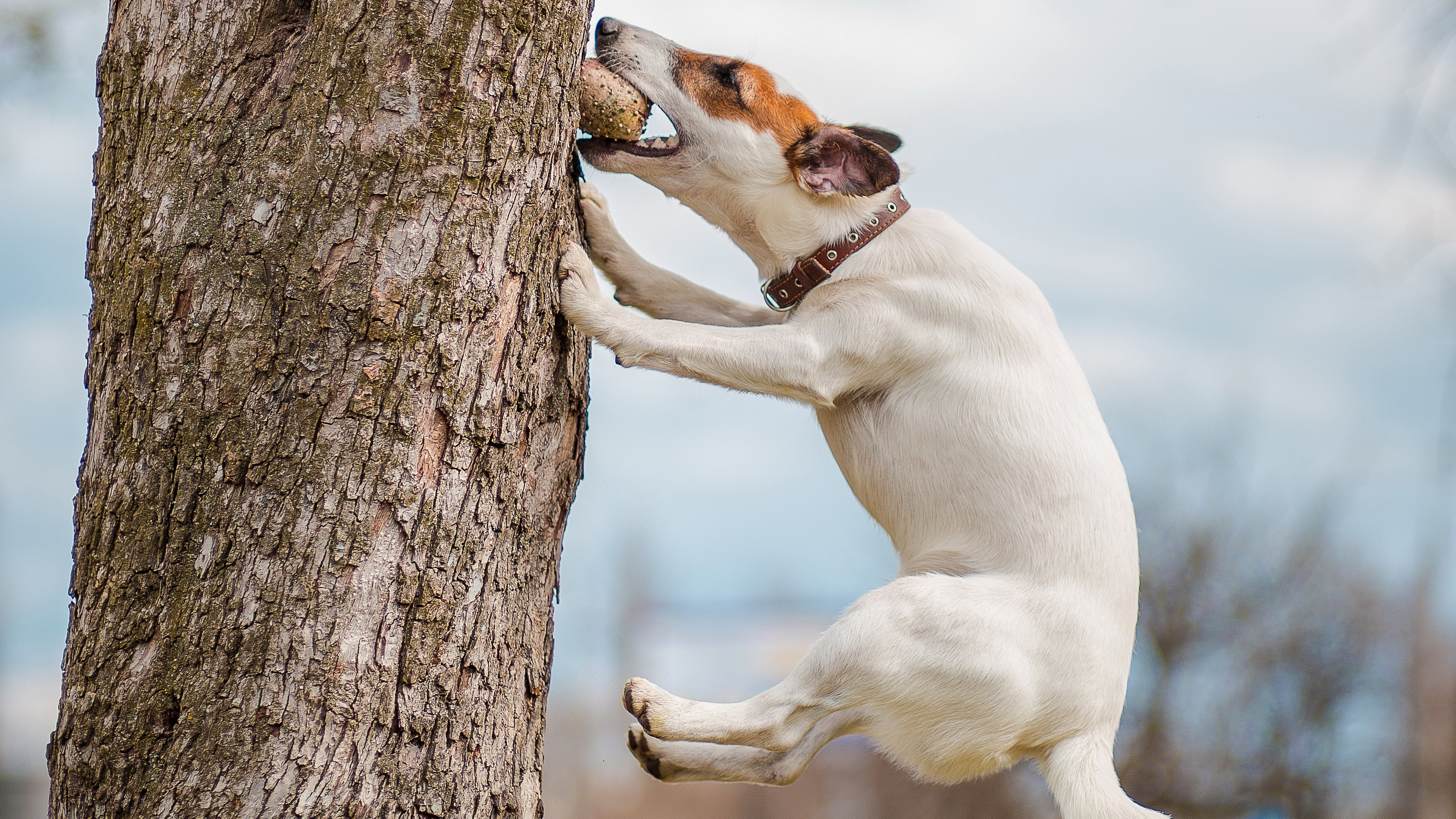 Dog biting a ball stuck in a tree HD Wallpaper