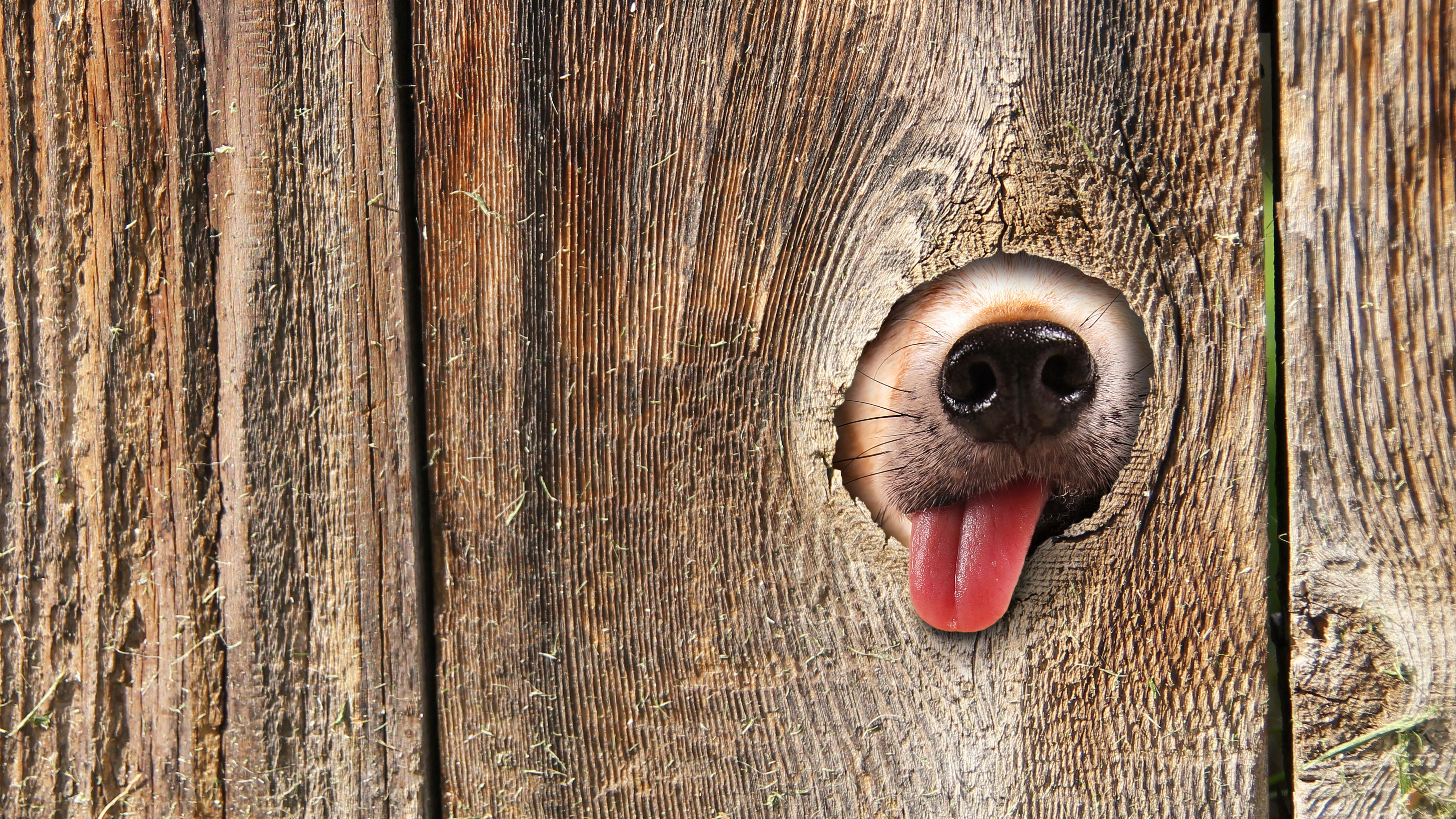Dog's nose and tongue peeking through a wooden fence hole HD Wallpaper