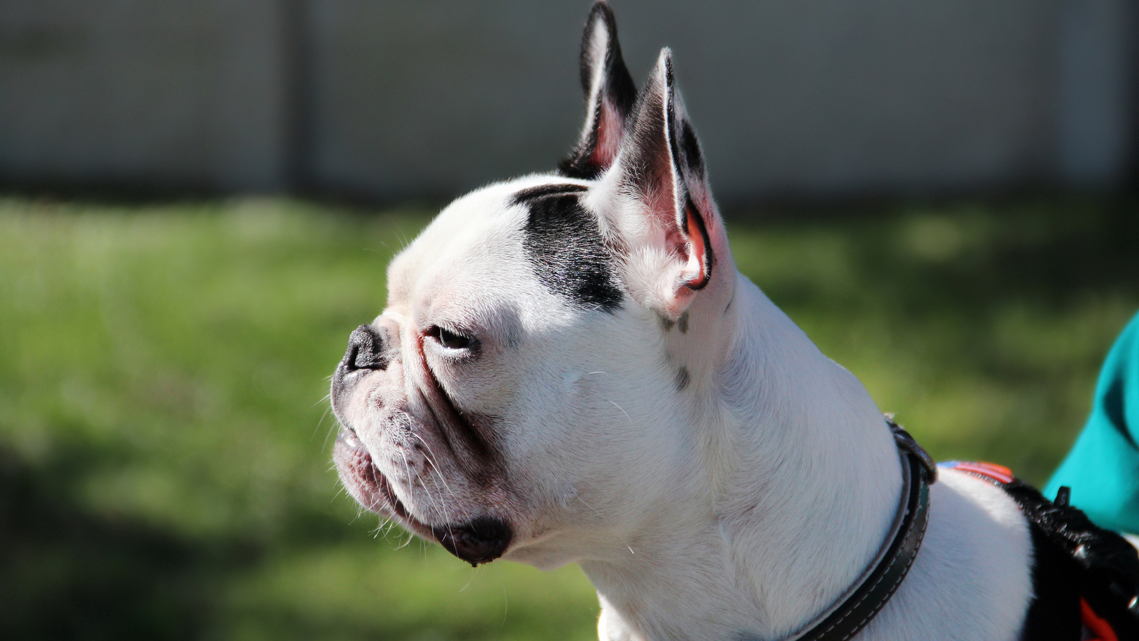French Bulldog with black markings HD Wallpaper