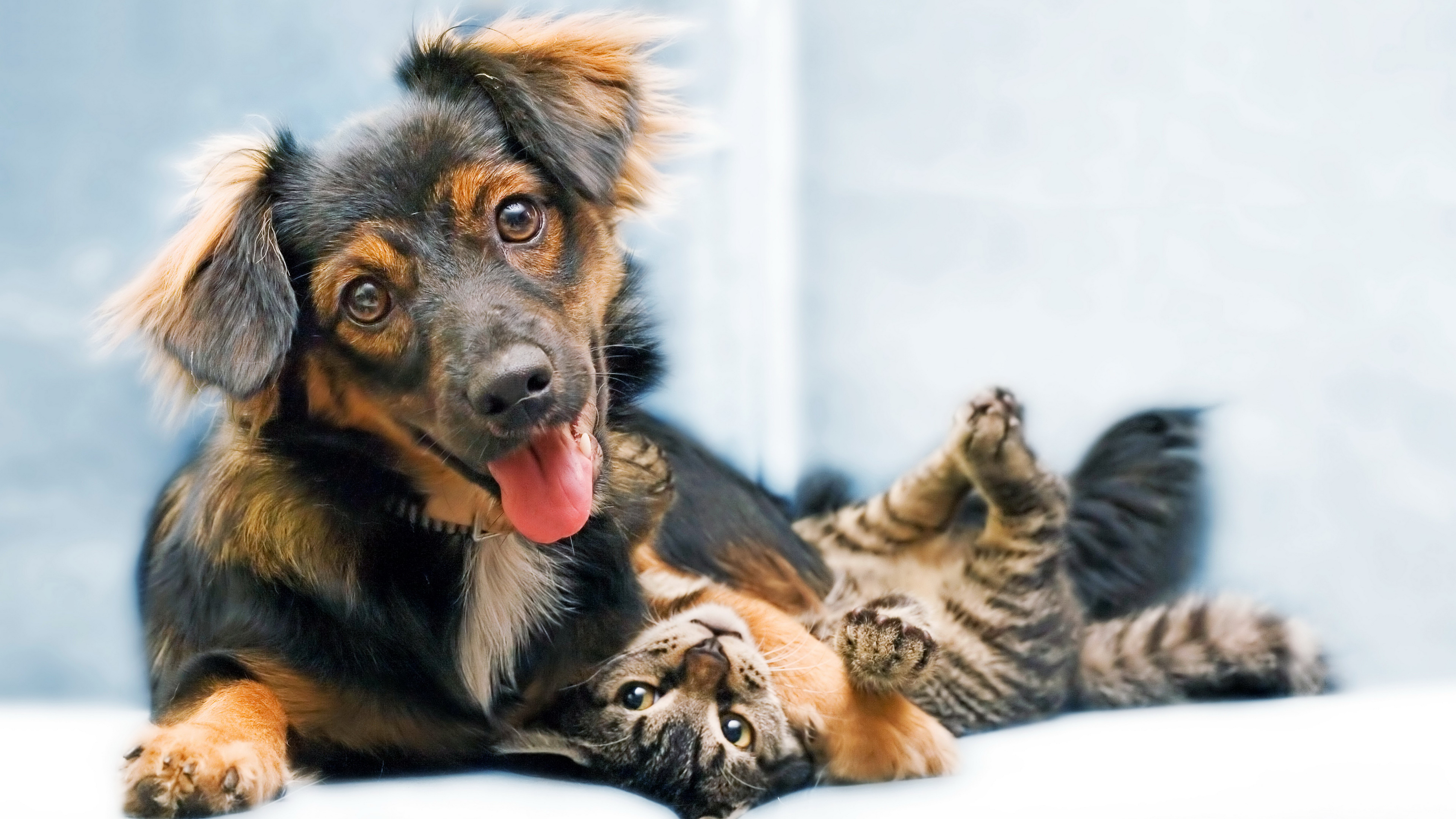 Dog and cat playing together HD Wallpaper