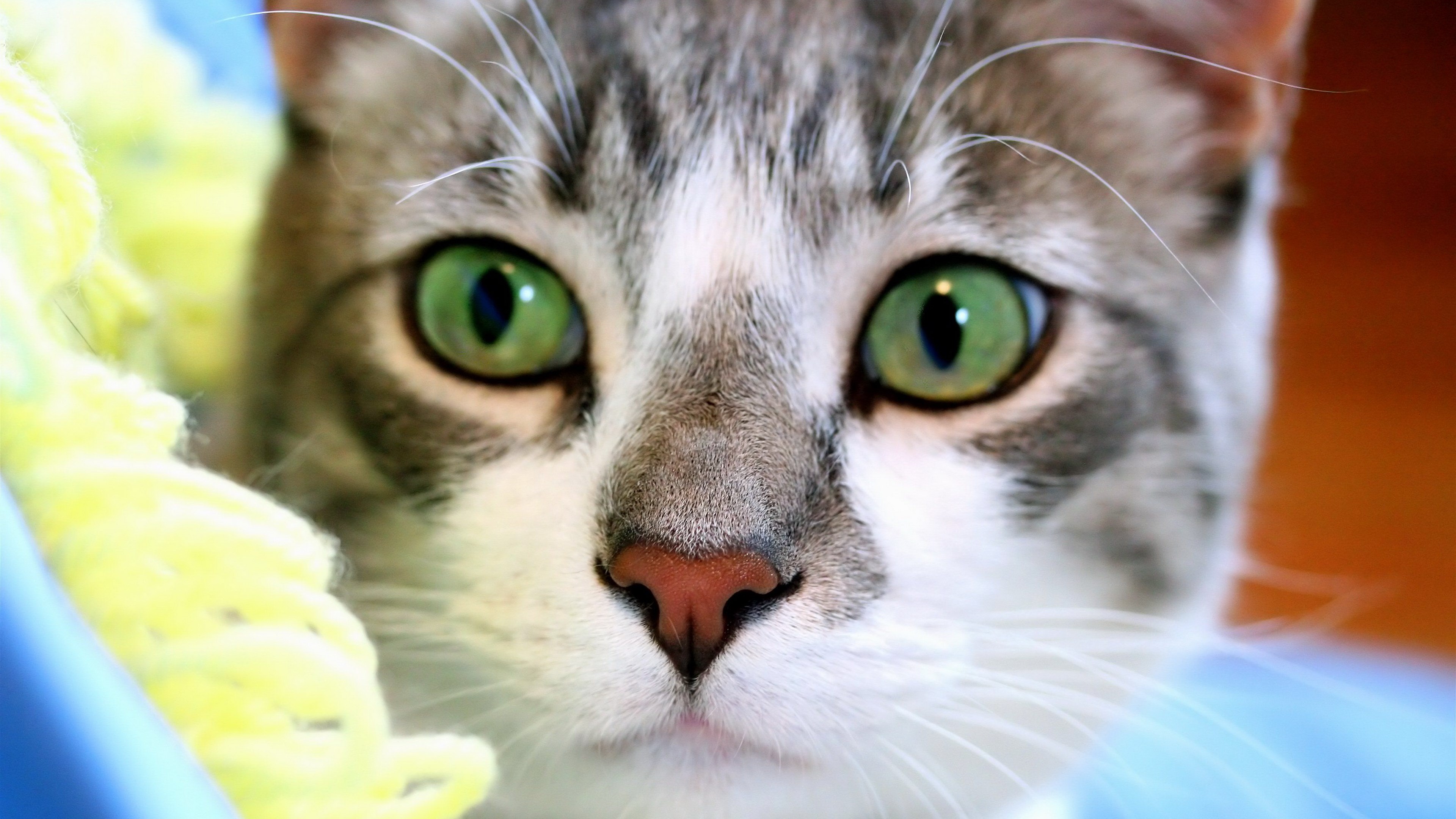 Close-up of a cat's face with green eyes HD Wallpaper