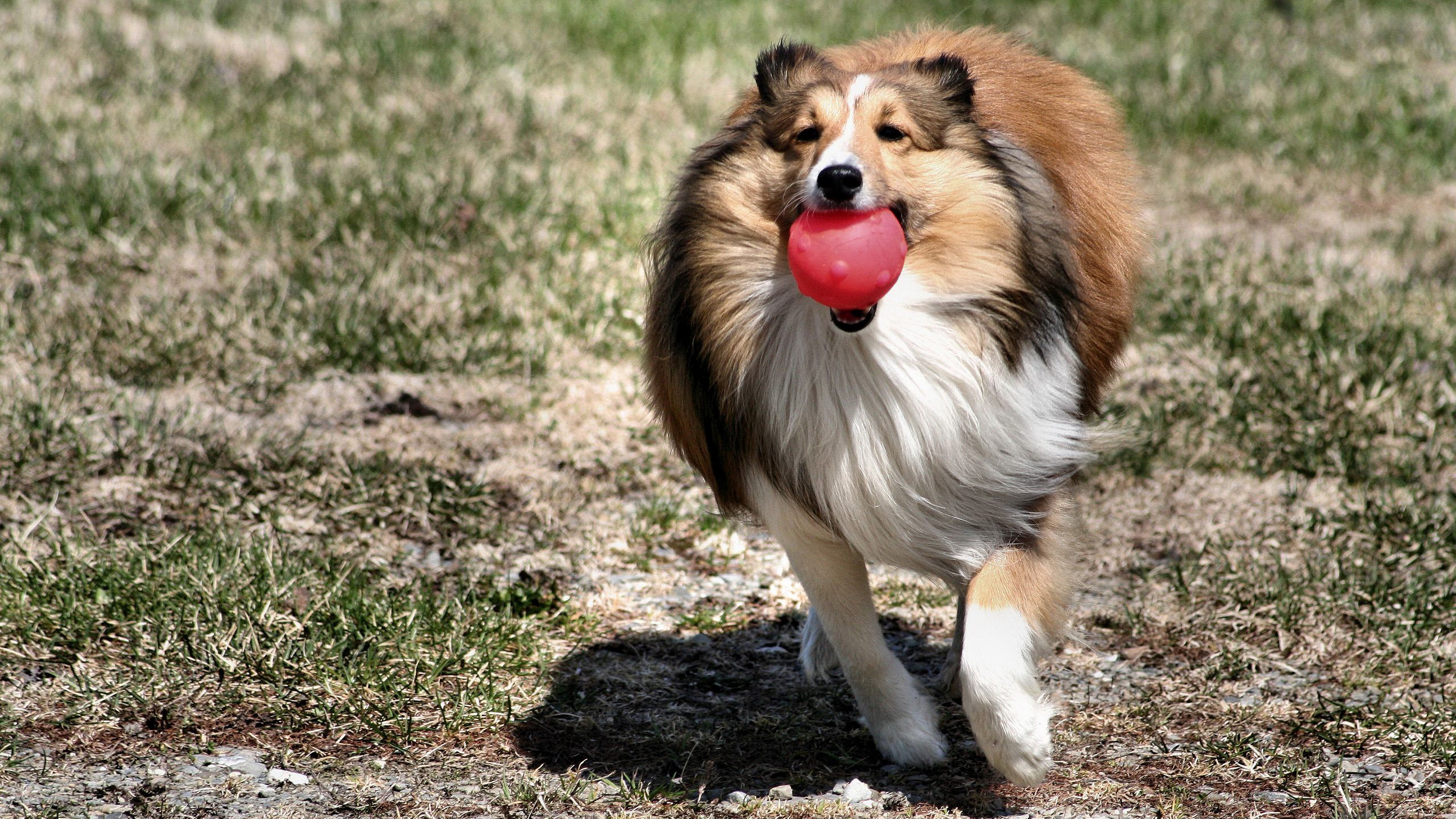 Shetland Sheepdog running with a red ball HD Wallpaper