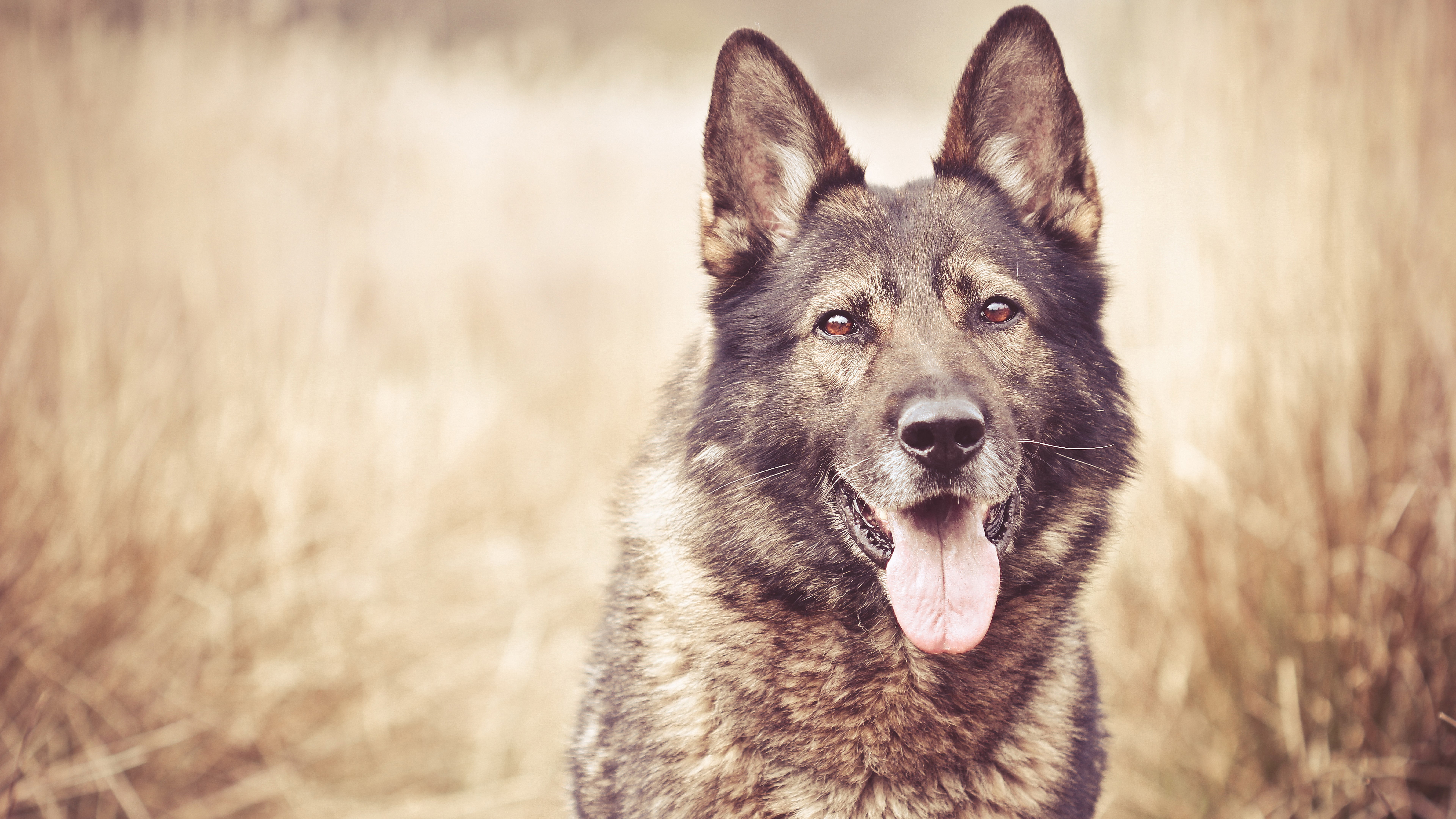German Shepherd dog in a field HD Wallpaper