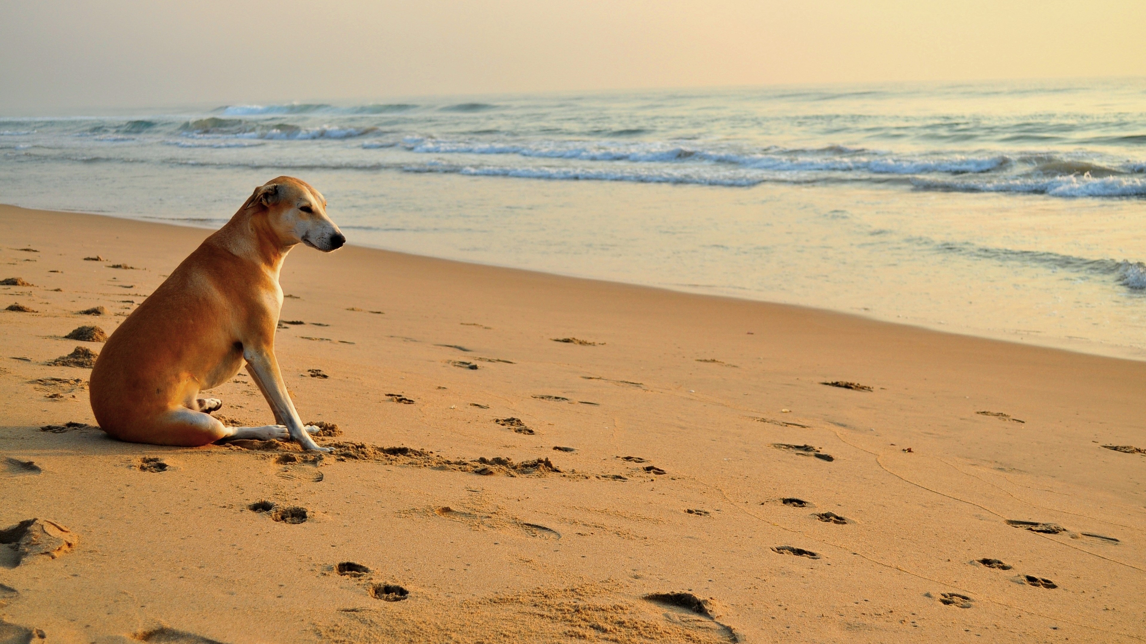 Dog sitting on a sandy beach by the ocean HD Wallpaper