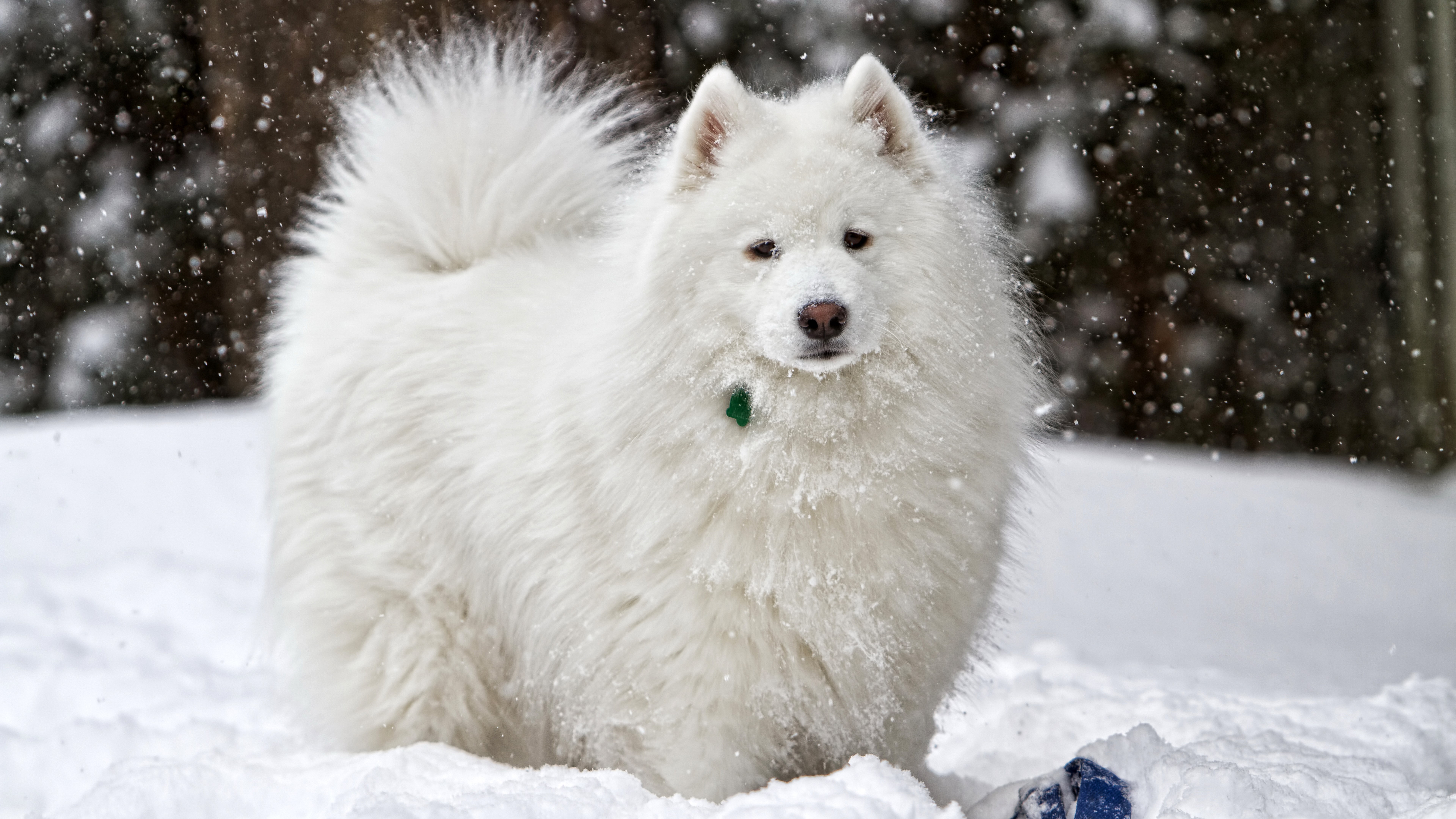 Samoyed dog in the snow HD Wallpaper