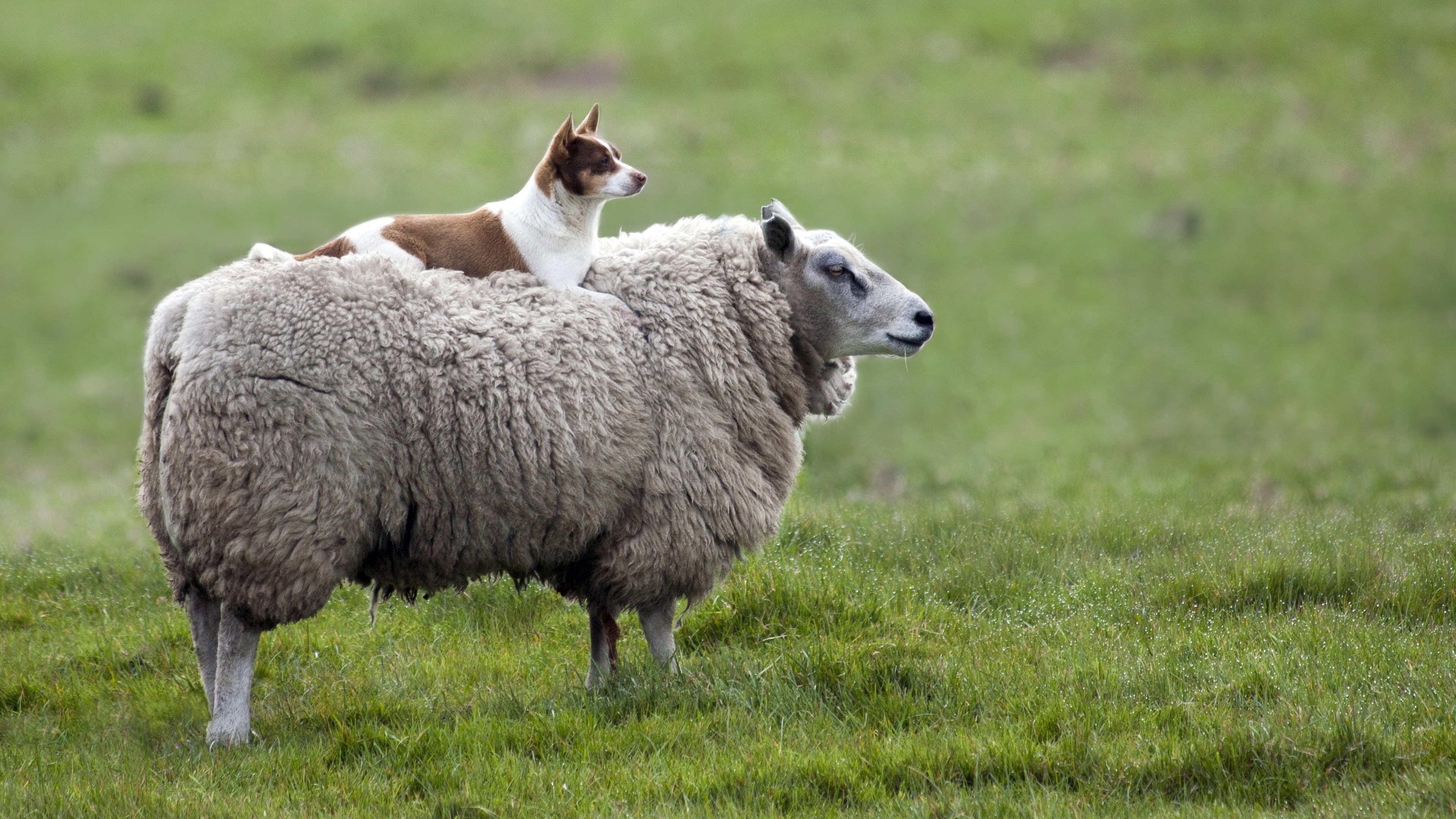 Dog riding on a sheep in a grassy field HD Wallpaper