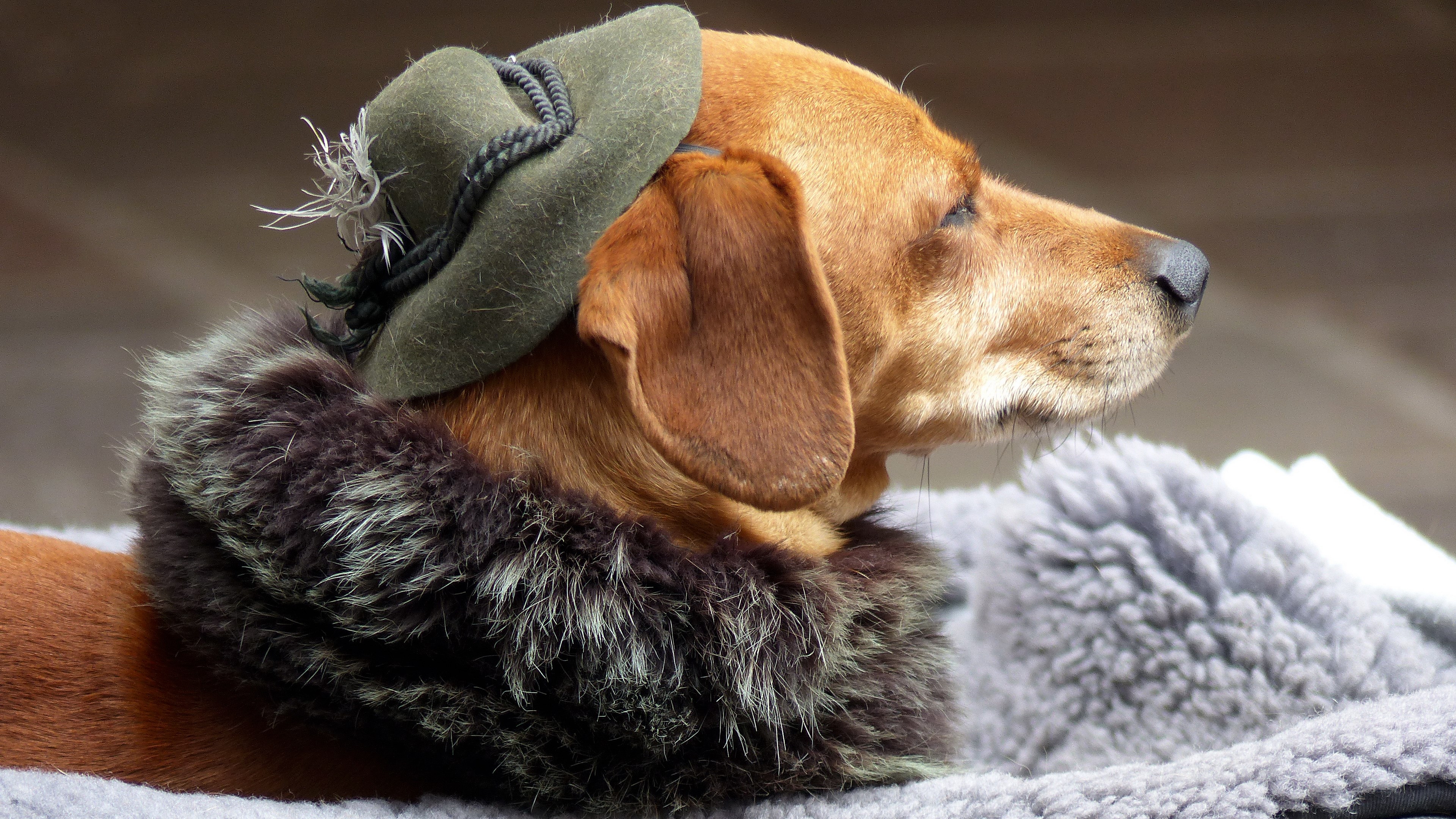 Dachshund dog wearing a hat and fur collar HD Wallpaper